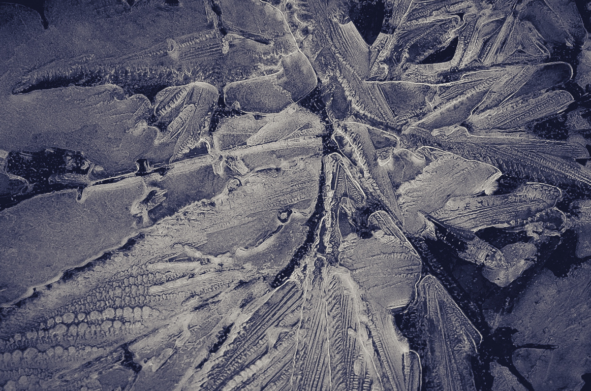 Fujifilm X-T10 sample photo. Feathery ice cracks in a frozen puddle photography