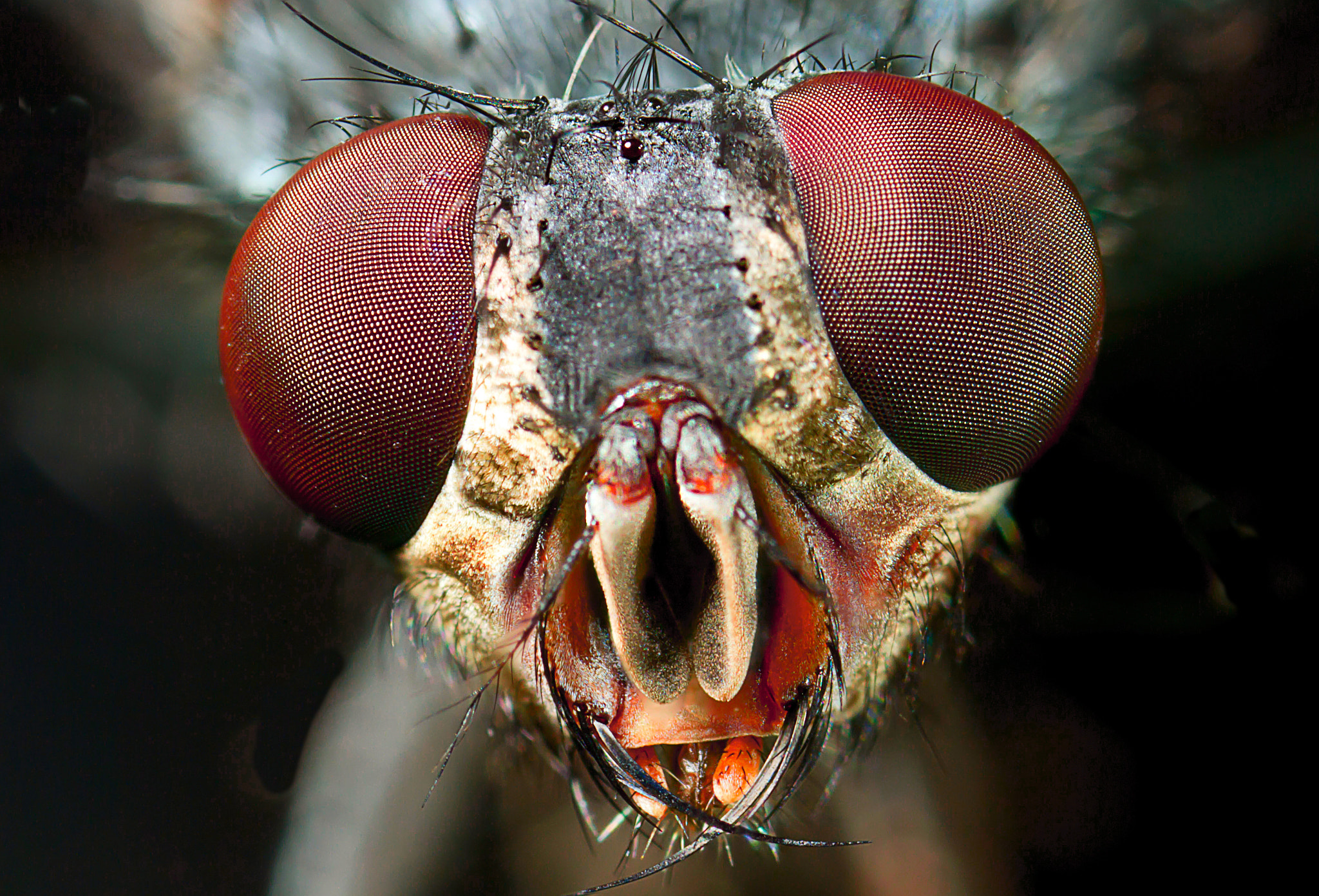 Canon MP-E 65mm F2.5 1-5x Macro Photo sample photo. Mosca photography