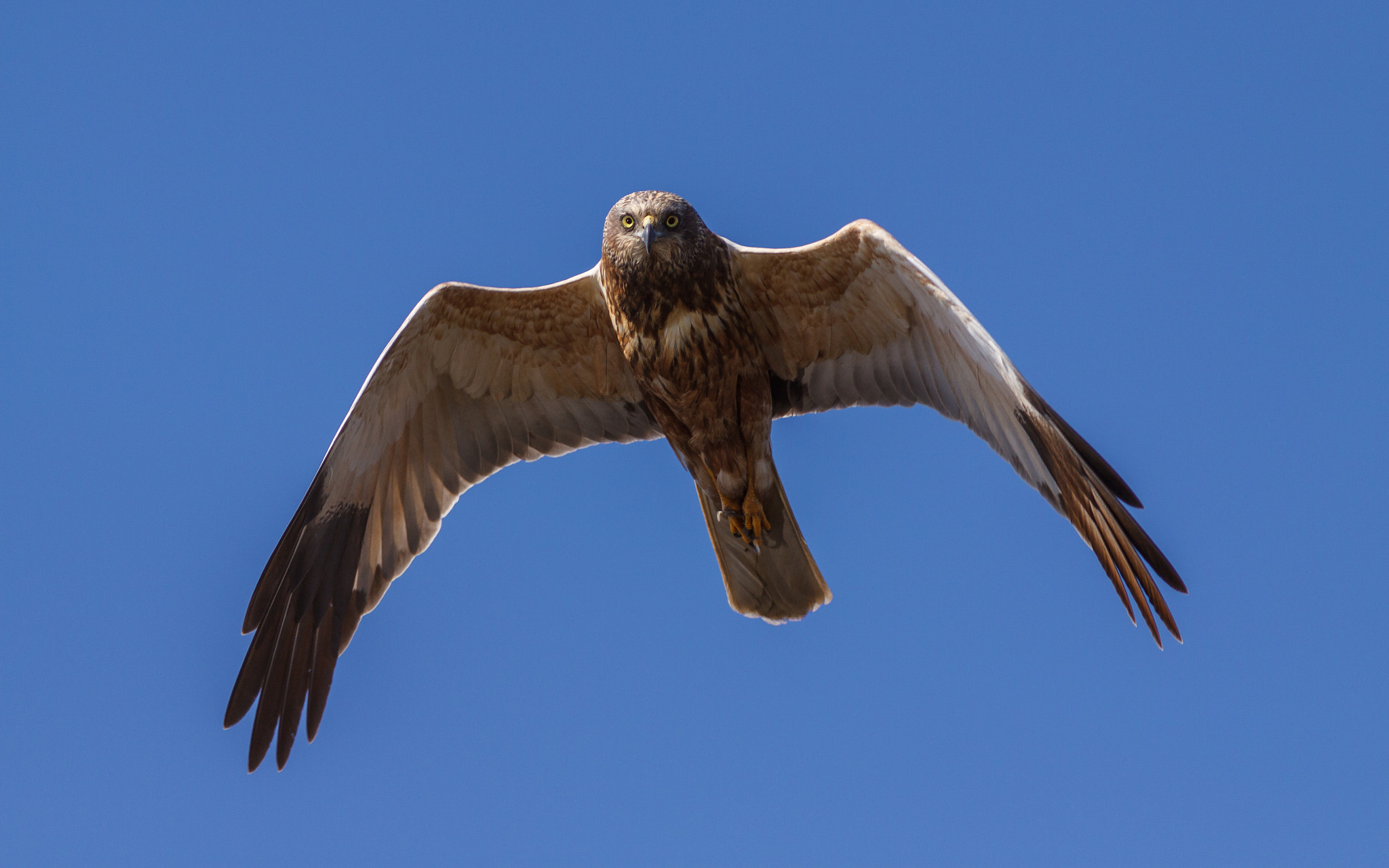 Canon EOS 50D + Canon EF 300mm F4L IS USM sample photo. Busard des roseaux photography