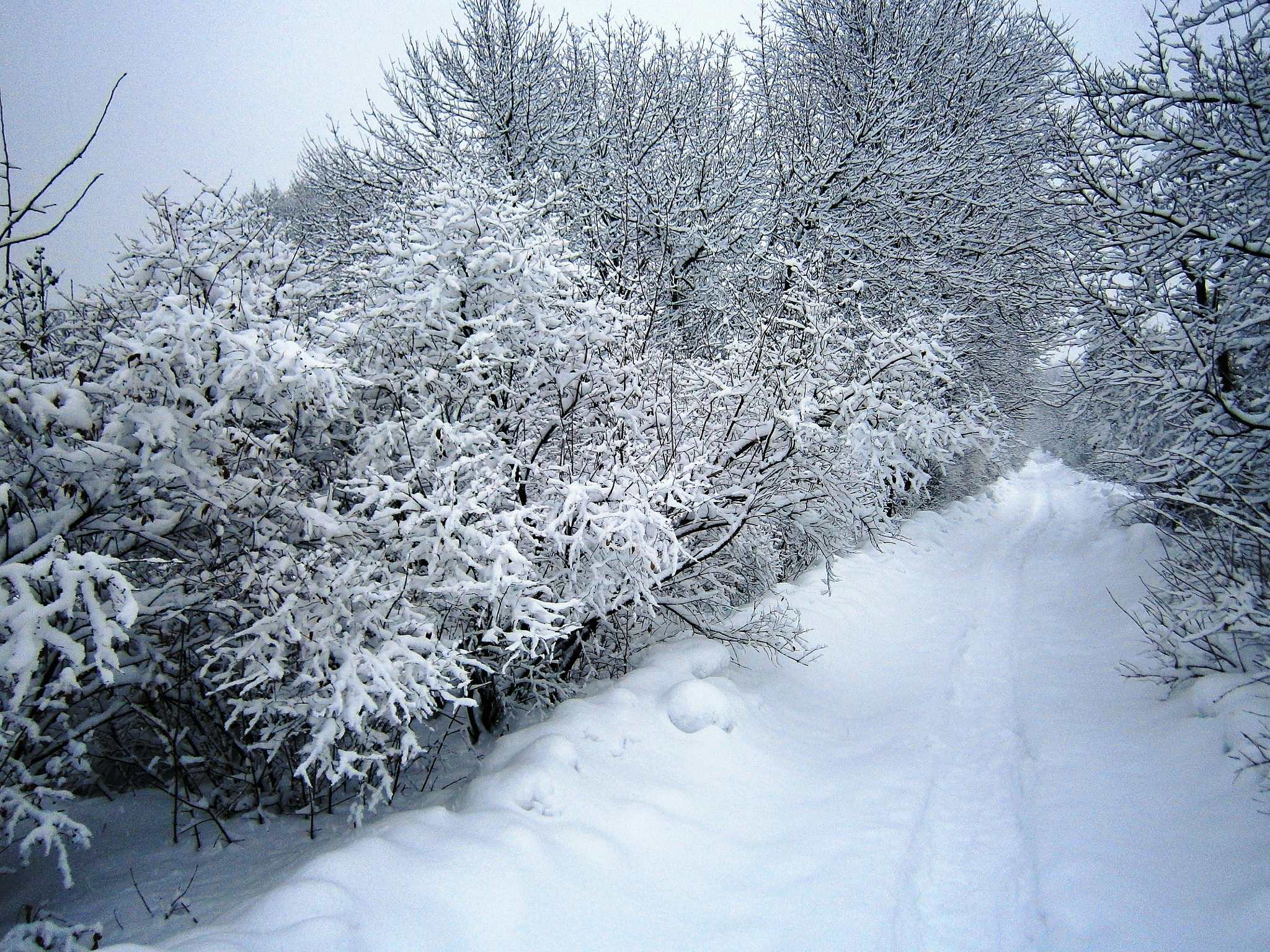 Olympus VG120,D705 sample photo. Зимняя аллея / winter alley photography