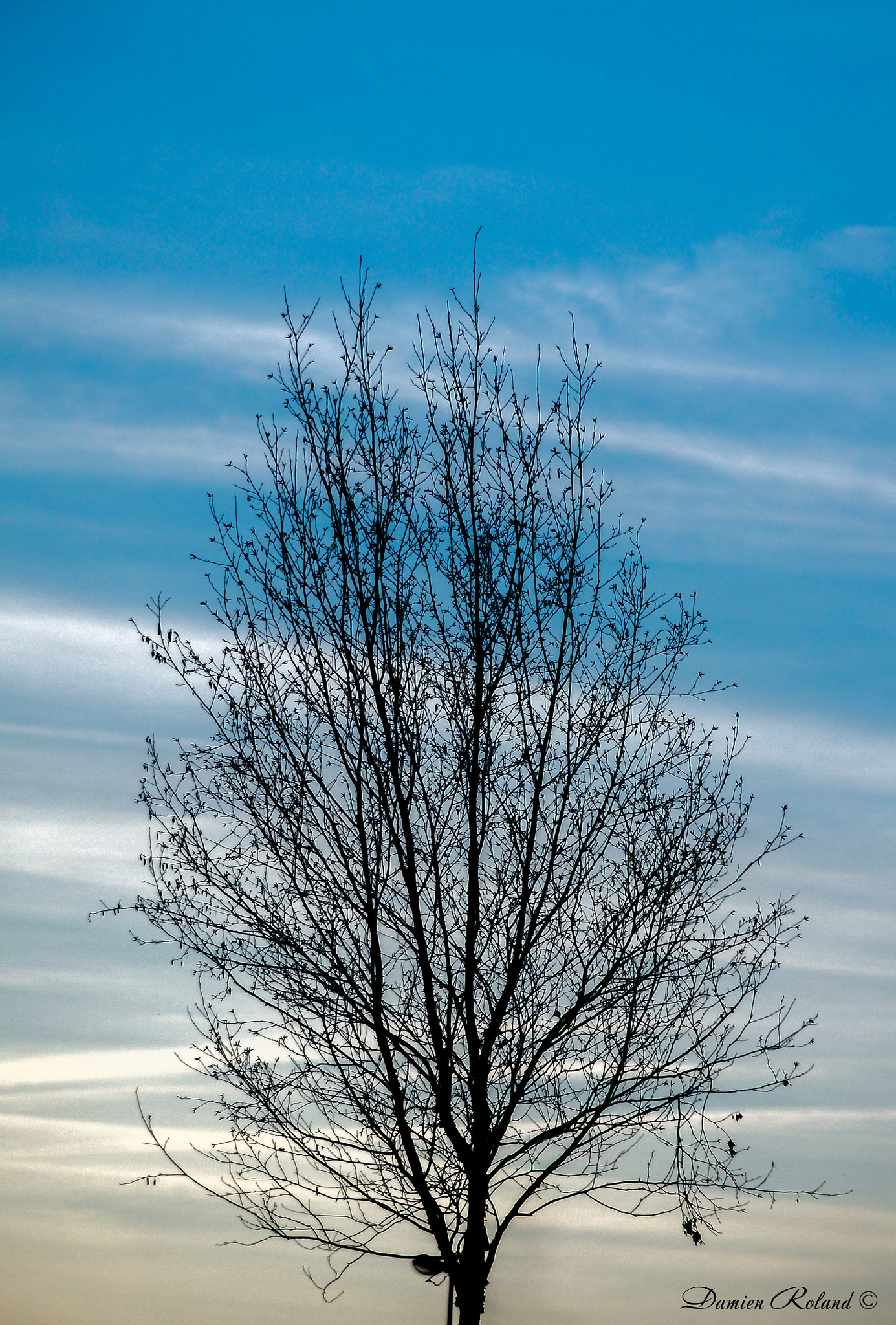 Sony DT 55-200mm F4-5.6 SAM sample photo. L'arbre photography