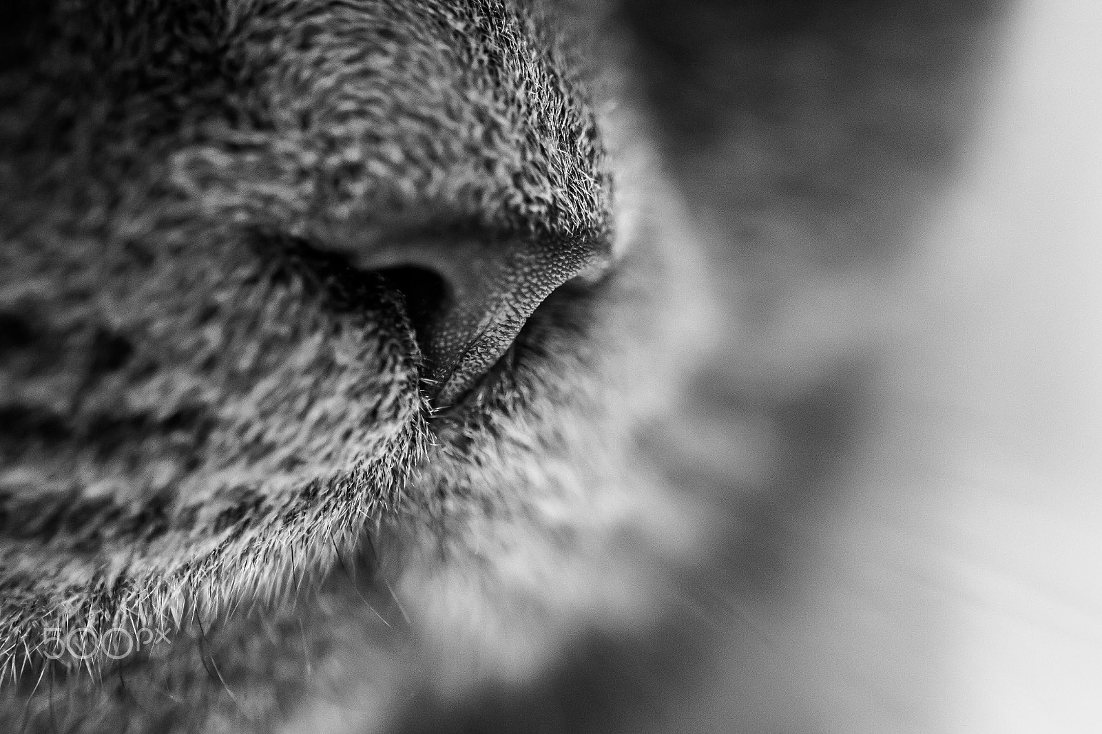 Sigma 105mm F2.8 EX DG OS HSM sample photo. Misha nariz photography