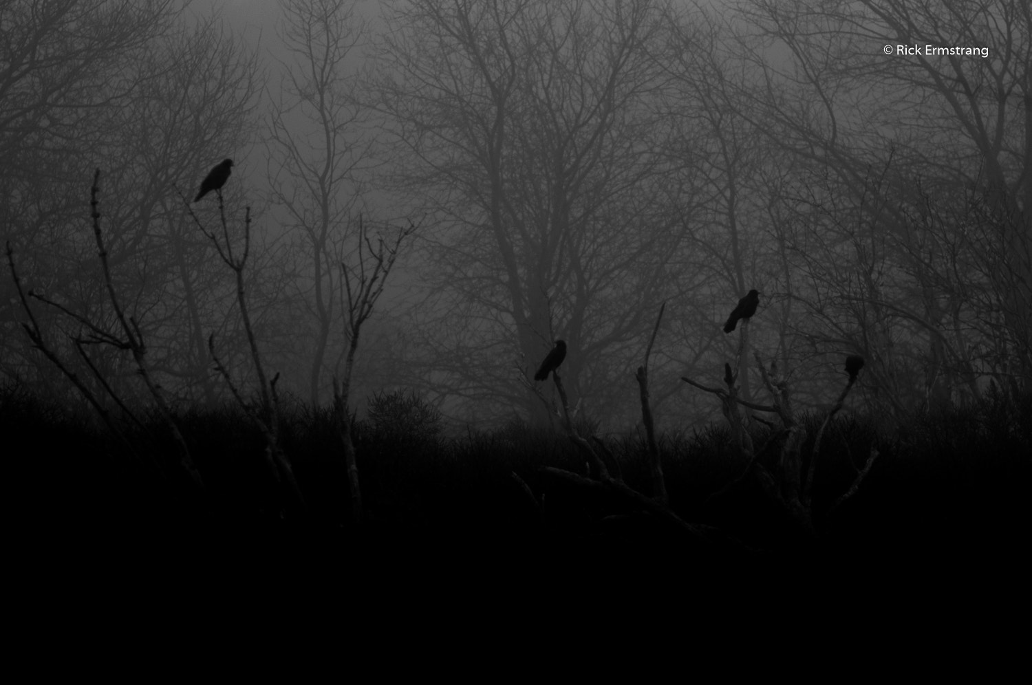 Nikon D90 + AF Nikkor 180mm f/2.8 IF-ED sample photo. Blackbirds and fog photography