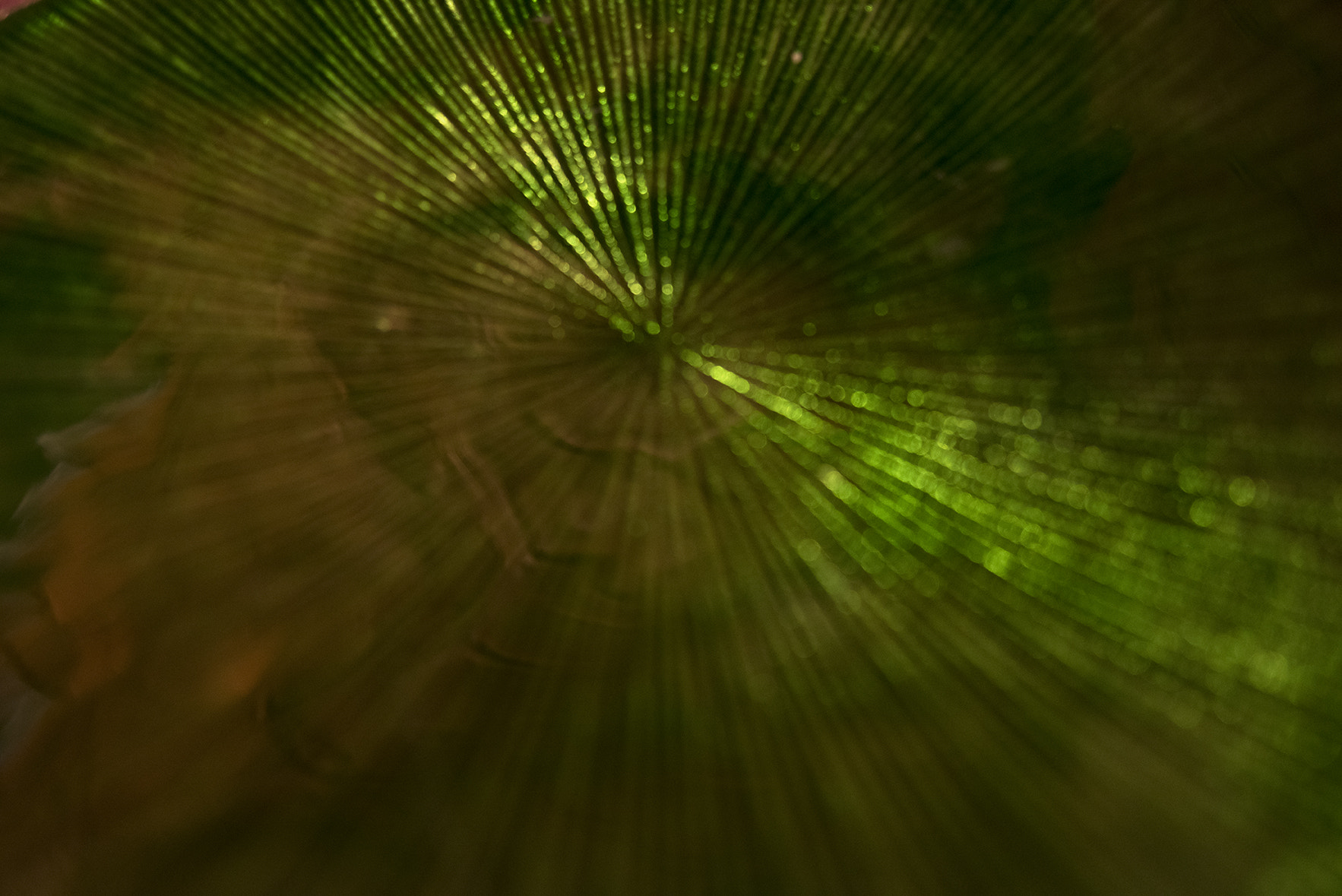 Nikon D810 sample photo. Verde photography