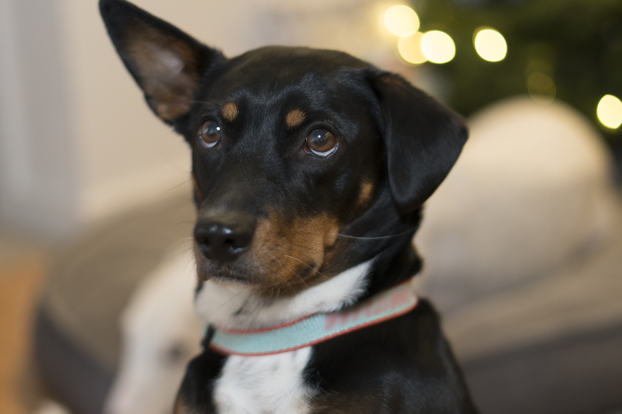 Sony a6300 + Sony FE 50mm F1.8 sample photo. Roxy the bweenie (beagle-weenie mix) photography