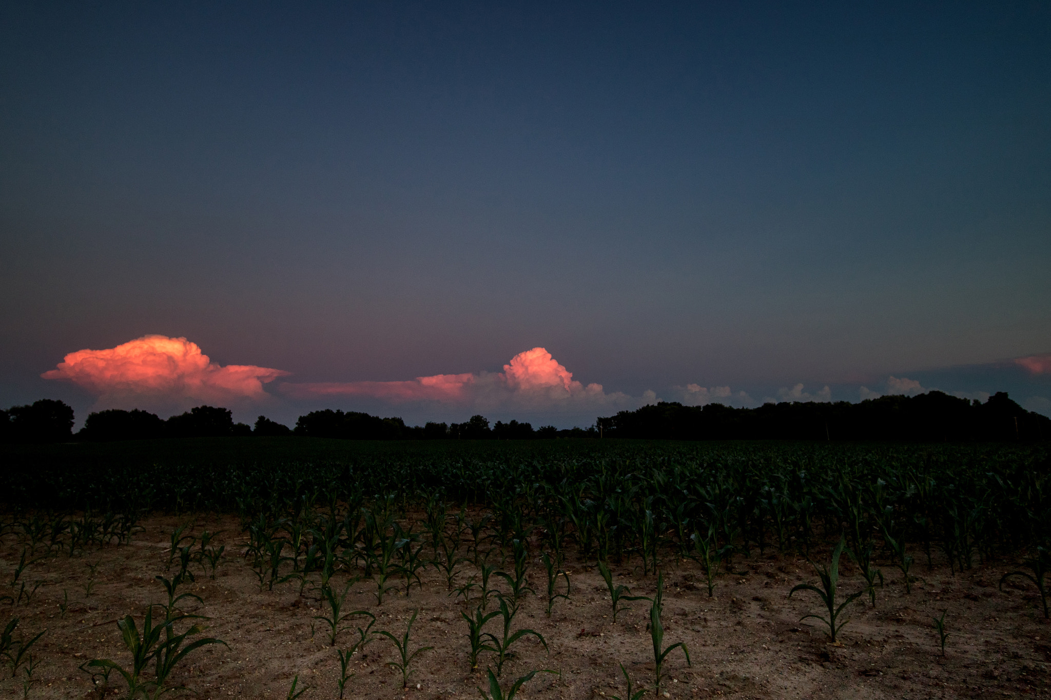 Canon EOS M3 sample photo. Pink corn photography