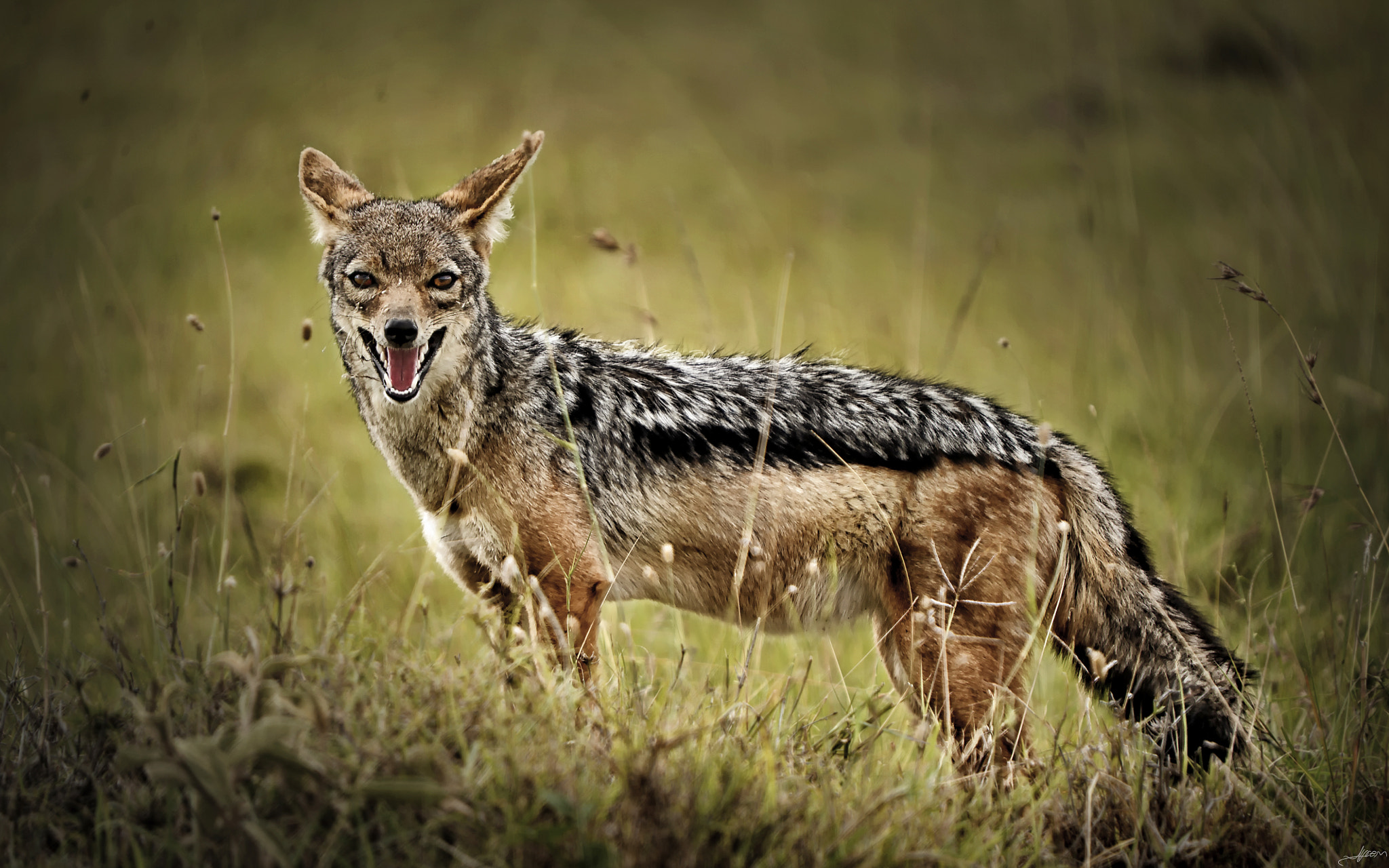 Nikon D3S + Sigma 50-500mm F4-6.3 EX APO RF HSM sample photo. Side-striped jackal photography