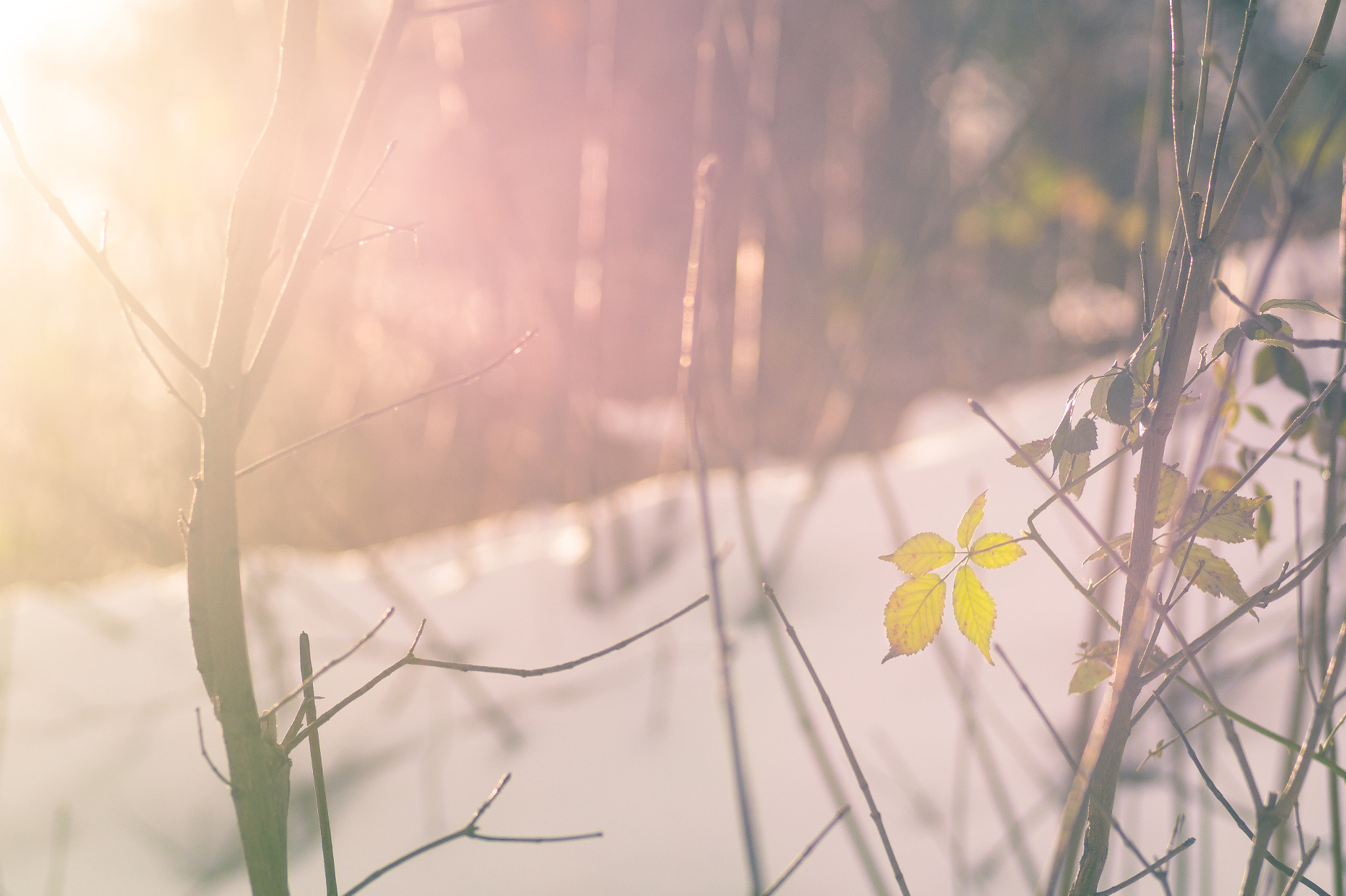 Sony SLT-A58 + Minolta AF 100mm F2.8 Macro [New] sample photo. Winter leaf photography