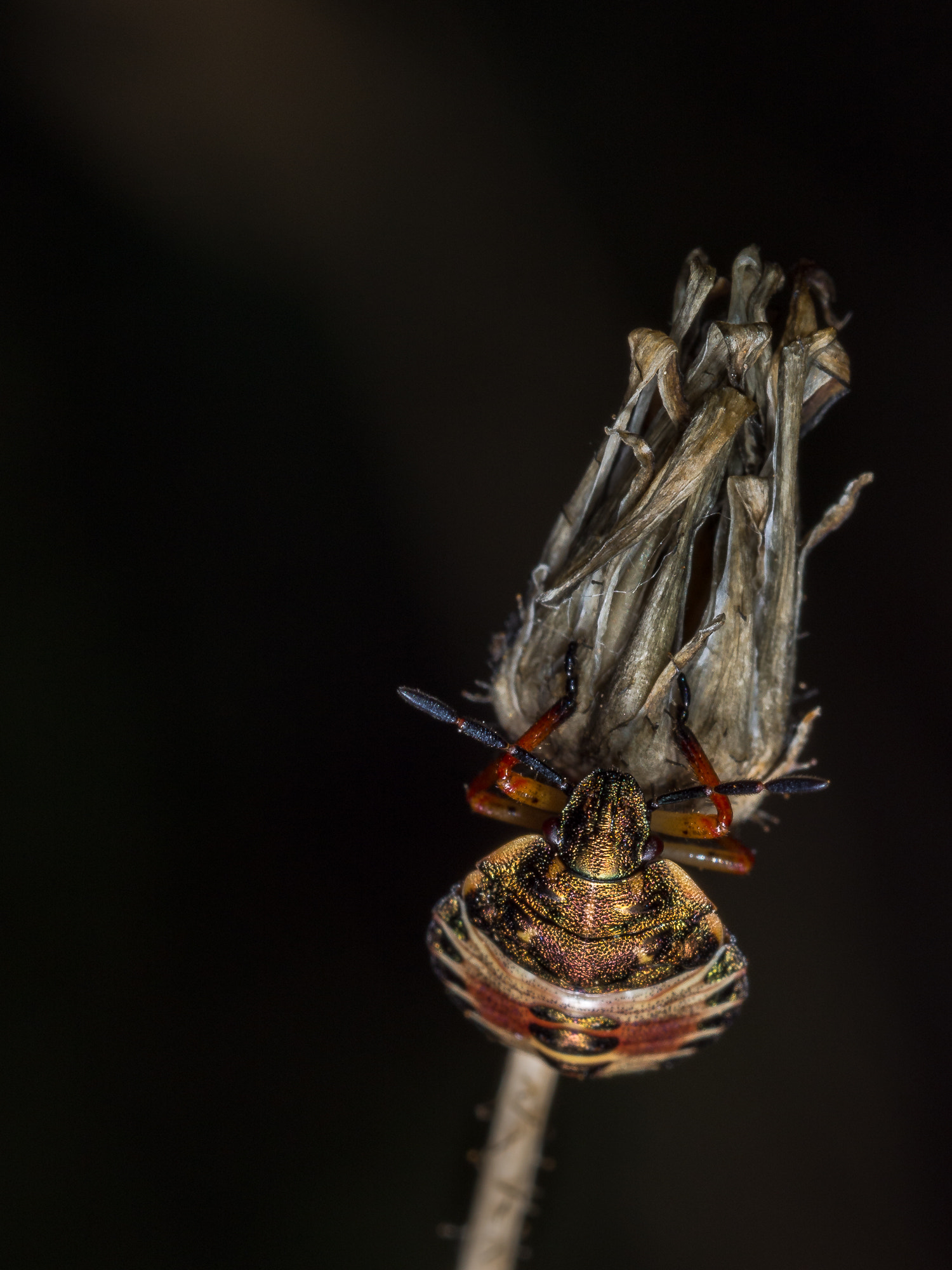 Olympus M.Zuiko Digital ED 60mm F2.8 Macro sample photo. Colorful beetle ... photography