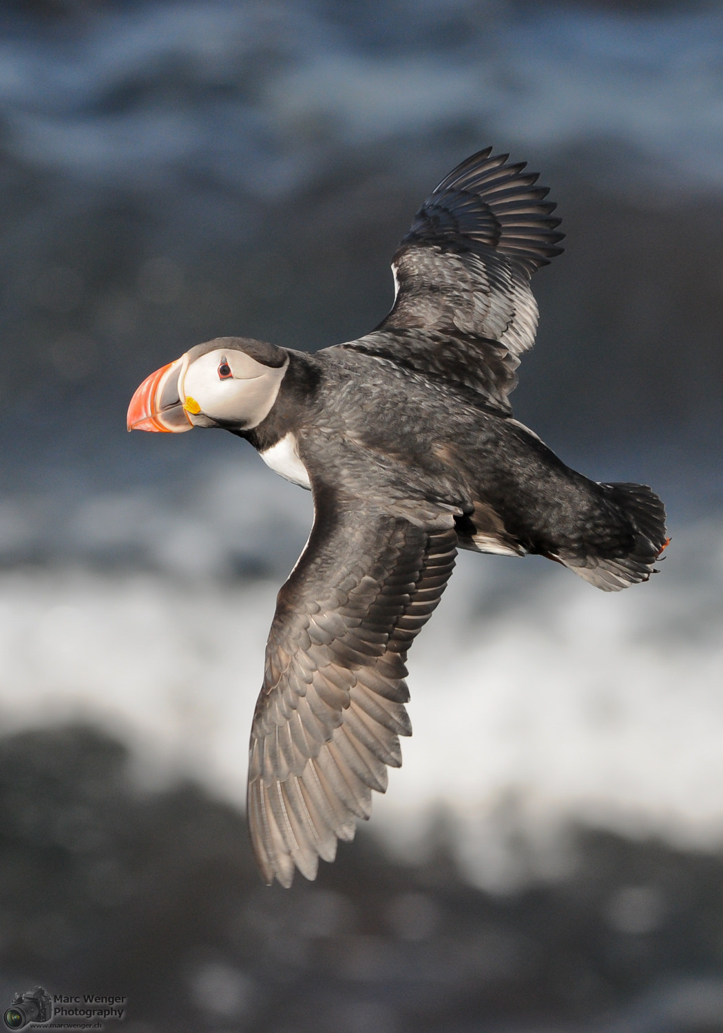 Nikon D300 sample photo. Lundi / puffin photography