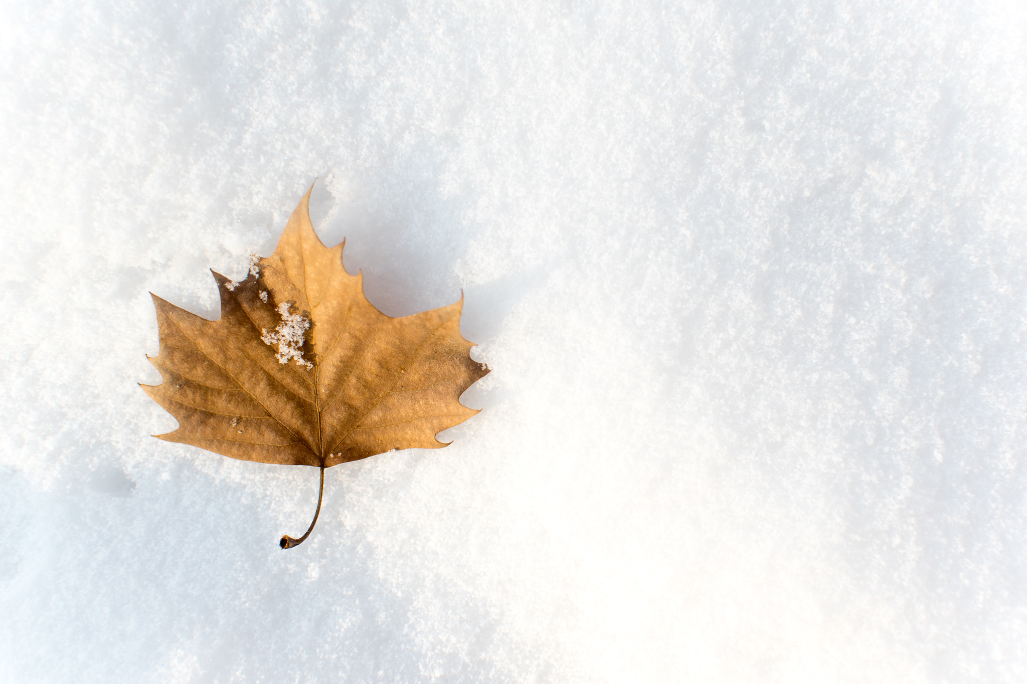 Nikon D750 + Nikon AF-S DX Nikkor 35mm F1.8G sample photo. Autumng touch photography