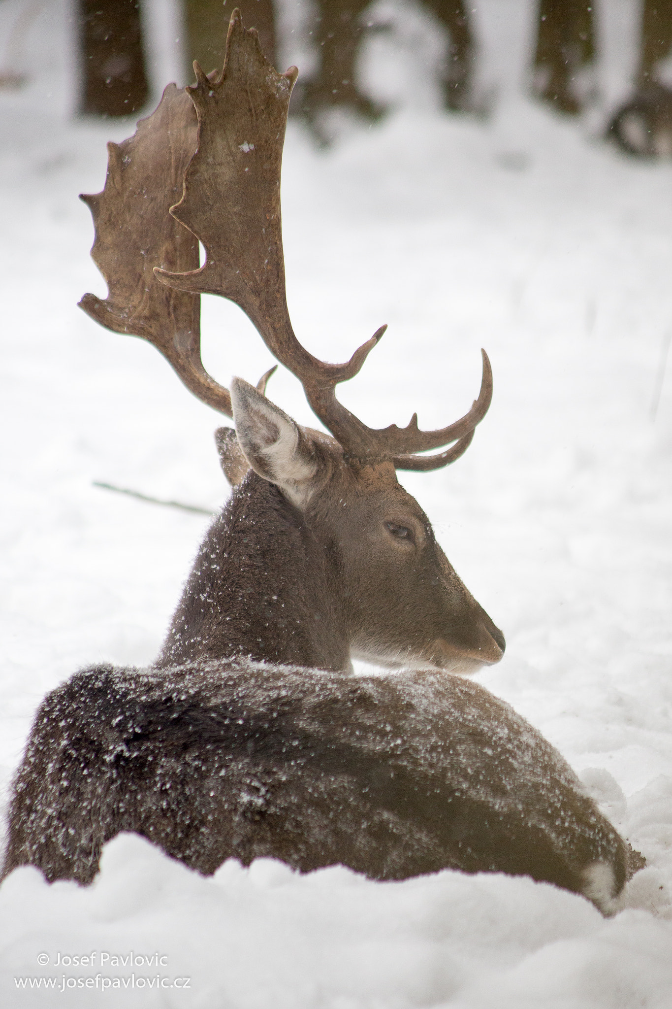 Canon EF 90-300mm F4.5-5.6 sample photo. Deer in snow photography