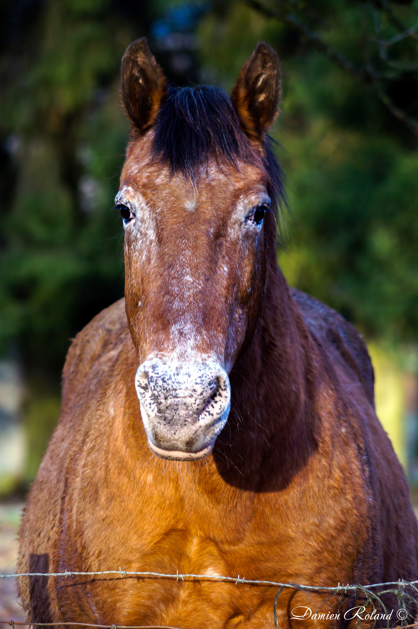 Sony SLT-A37 + Sony DT 55-200mm F4-5.6 SAM sample photo. Le cheval photography