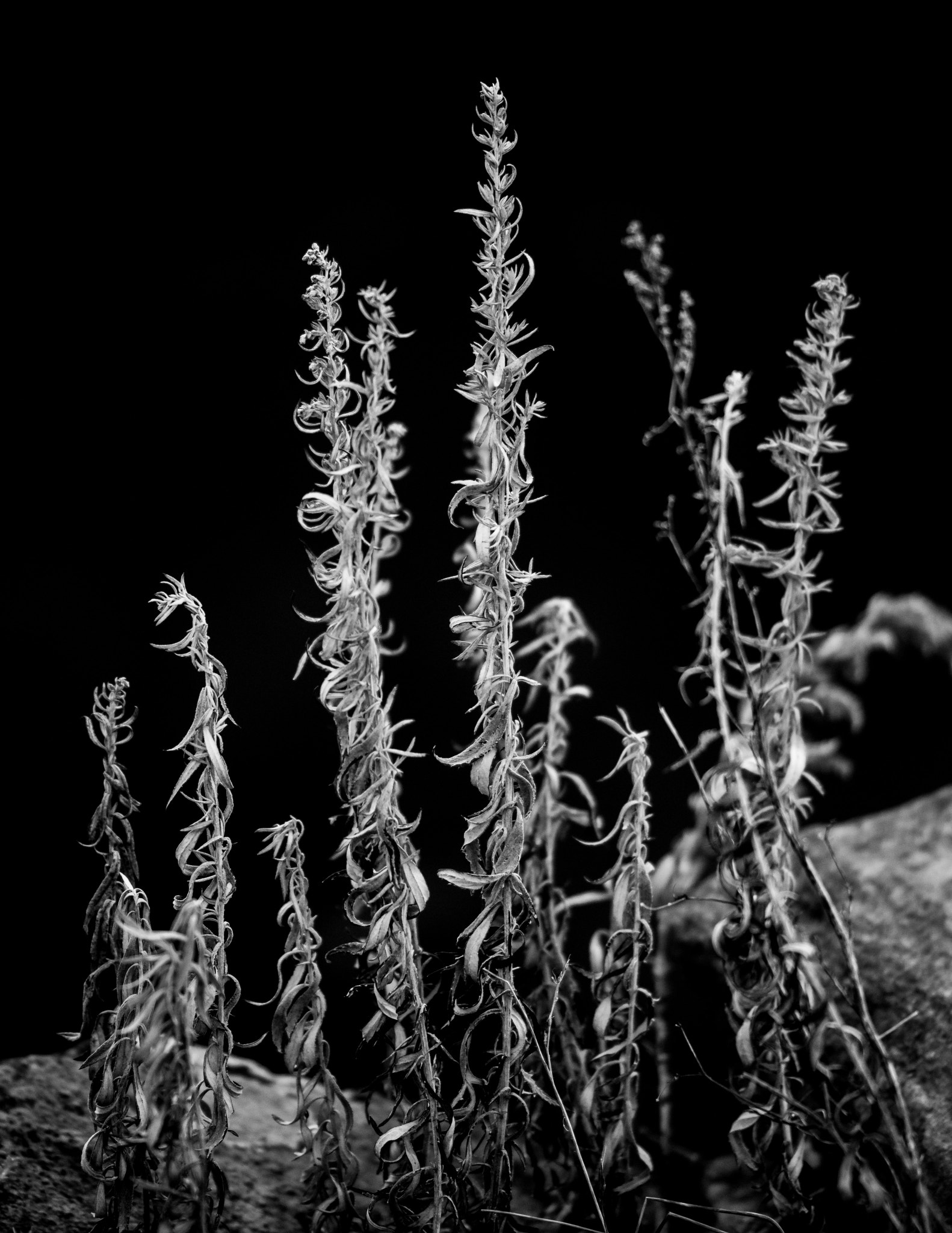 Sigma 105mm F2.8 EX DG OS HSM sample photo