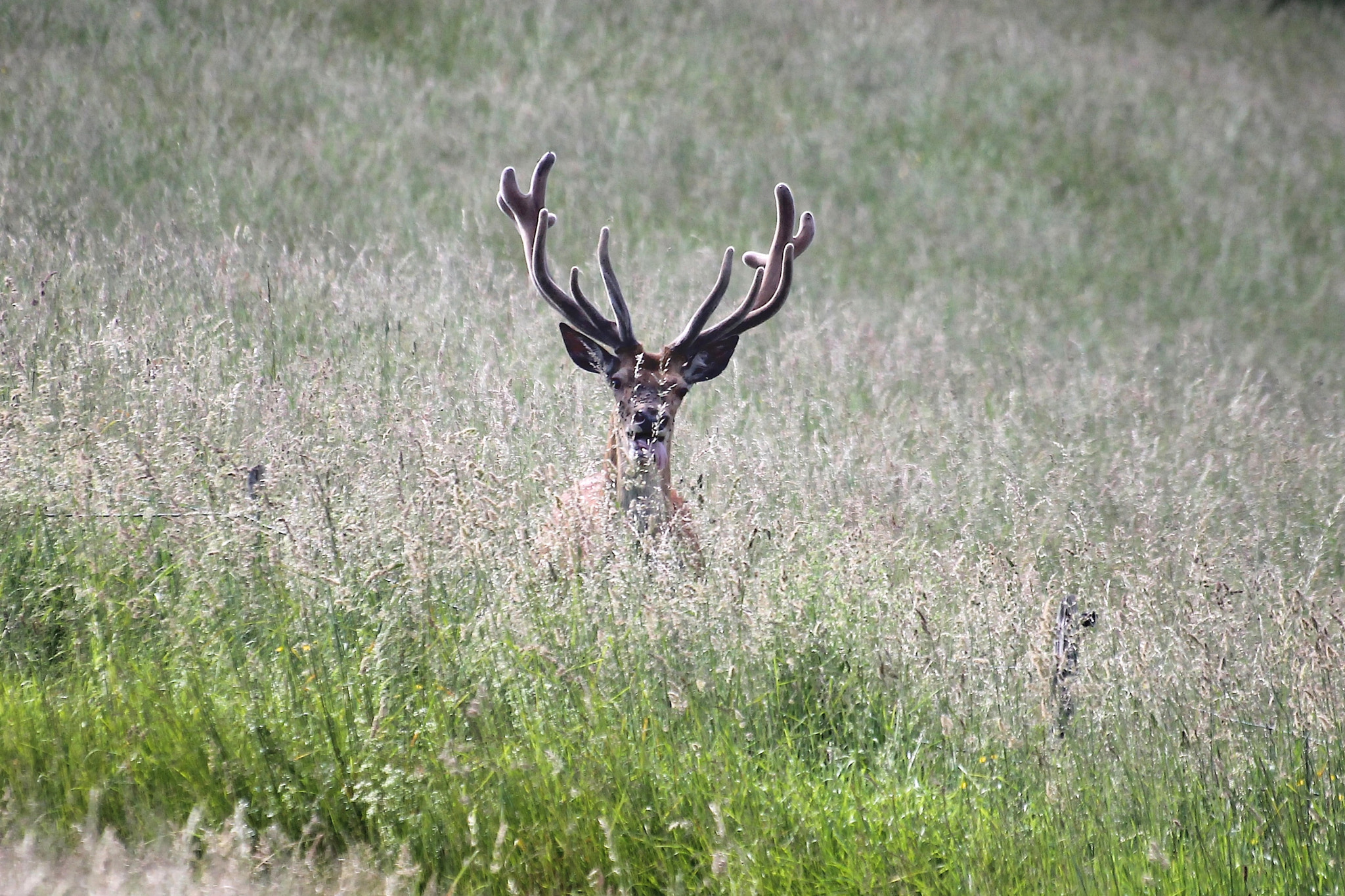 Sigma 70-300mm F4-5.6 APO DG Macro sample photo. Cerf photography