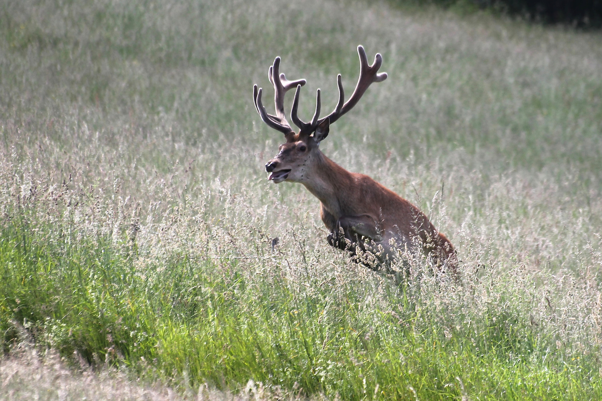 Sigma 70-300mm F4-5.6 APO DG Macro sample photo. Cerf photography