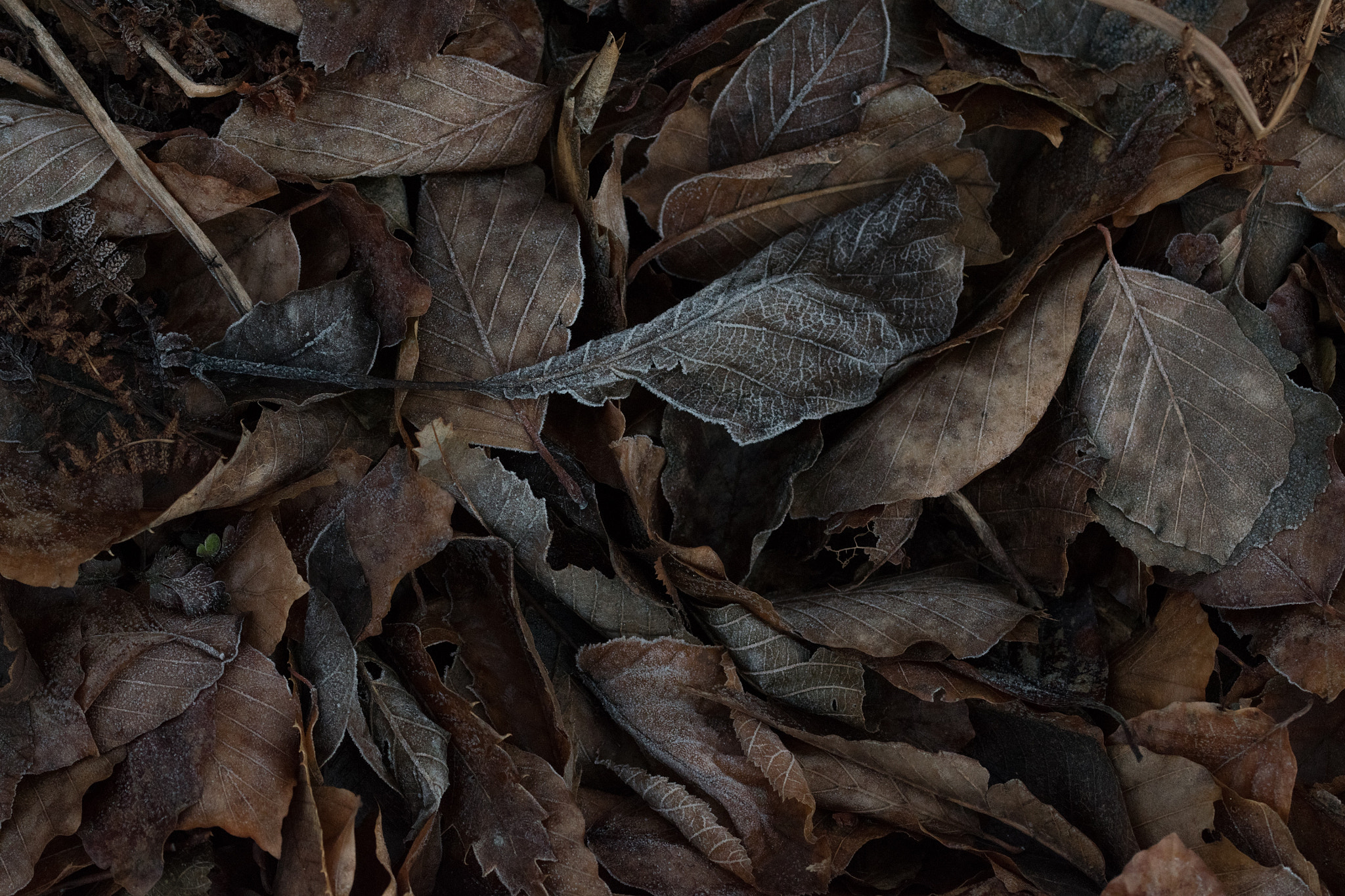 Sigma 105mm F2.8 EX DG OS HSM sample photo