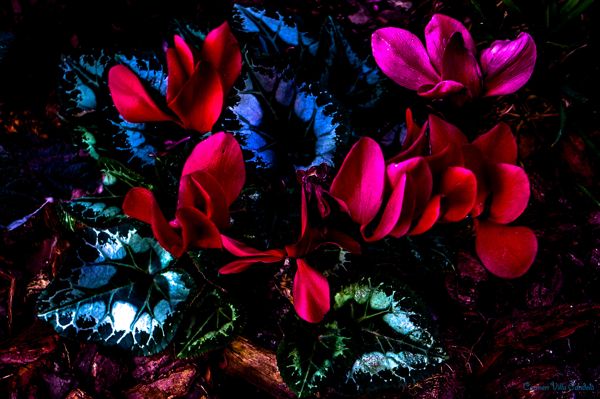 Samsung NX500 + Samsung NX 16-50mm F3.5-5.6 Power Zoom ED OIS sample photo. Yanara photography