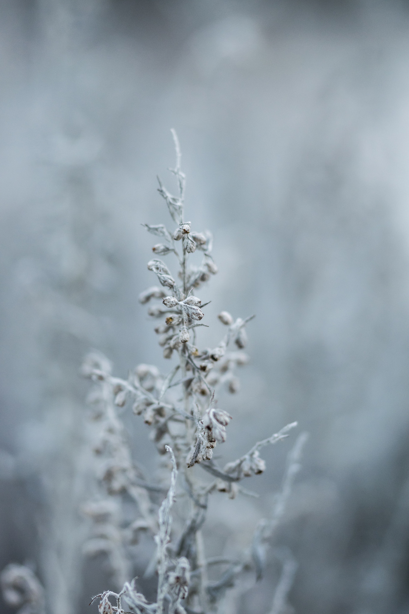 Sigma 105mm F2.8 EX DG OS HSM sample photo
