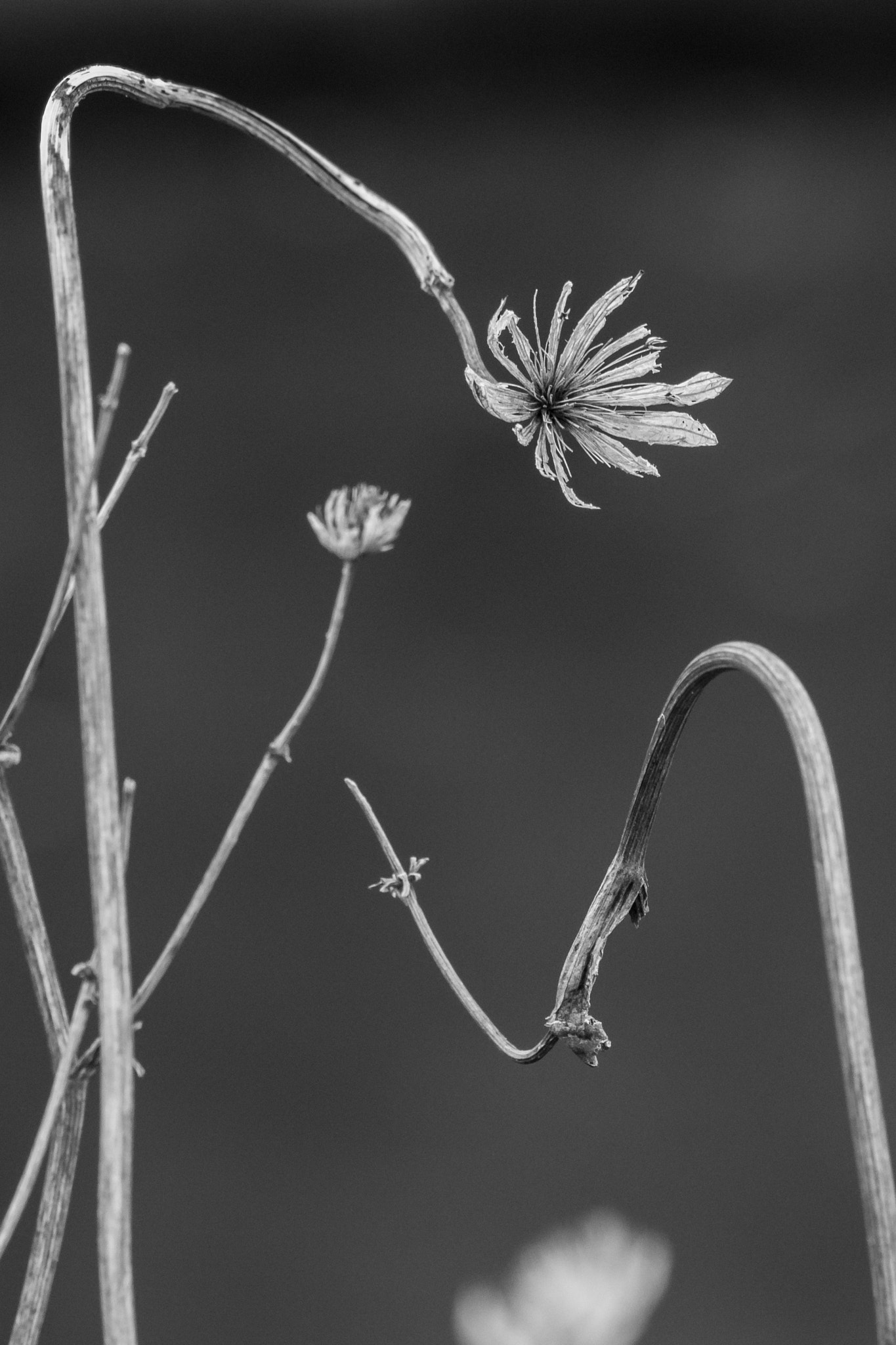 Sigma 105mm F2.8 EX DG OS HSM sample photo