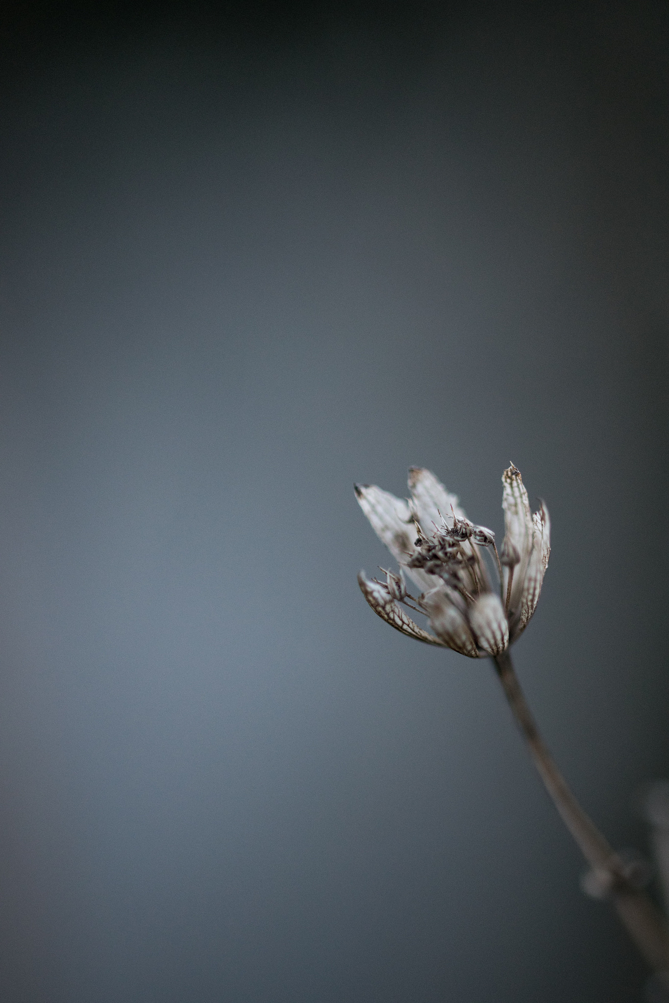 Sigma 105mm F2.8 EX DG OS HSM sample photo
