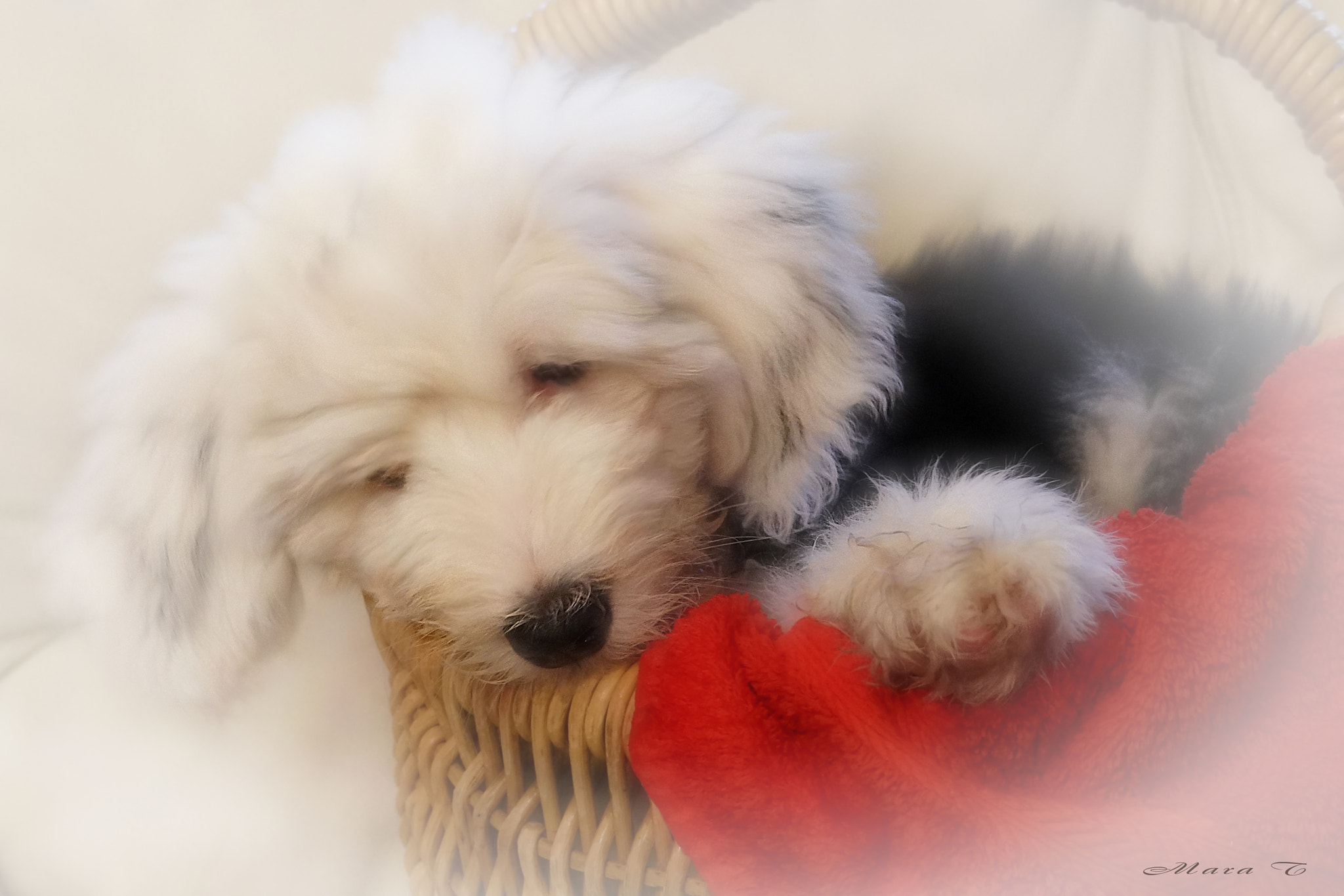 Sony E 18-200mm F3.5-6.3 OSS sample photo. Sleepy puppy photography