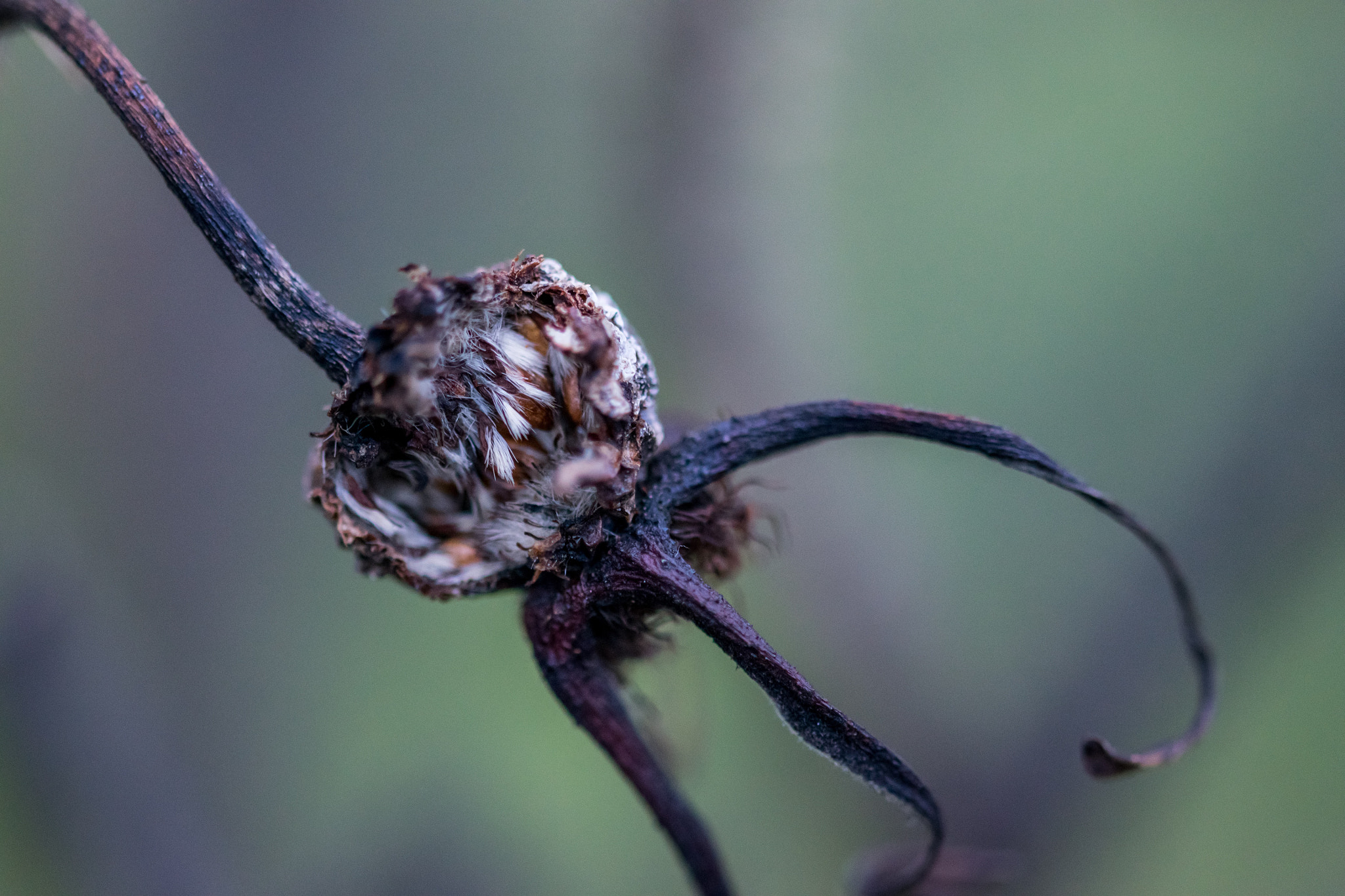 Sigma 105mm F2.8 EX DG OS HSM sample photo
