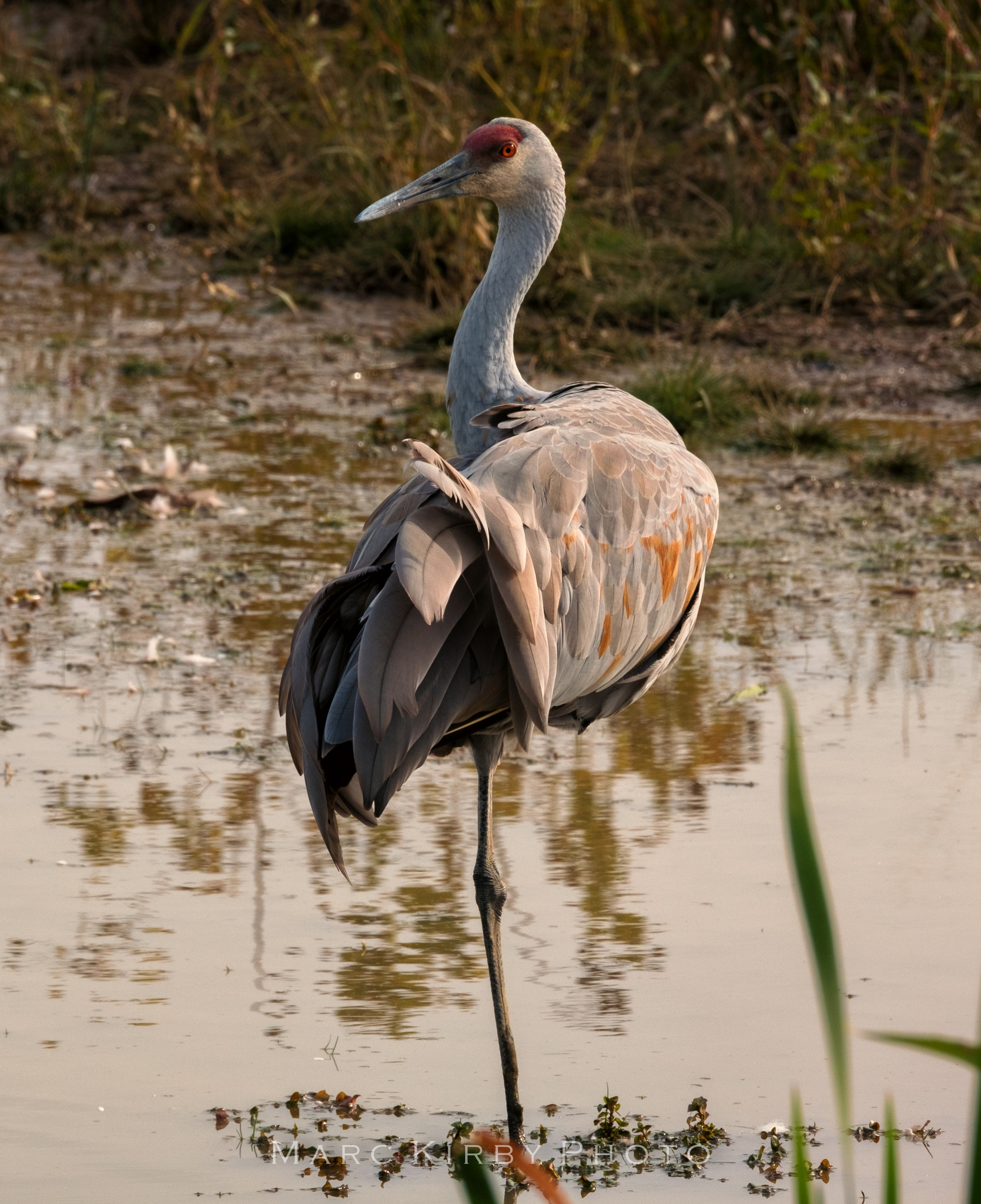 Fujifilm XF 100-400mm F4.5-5.6 R LM OIS WR sample photo. Sandy ridge crane photography