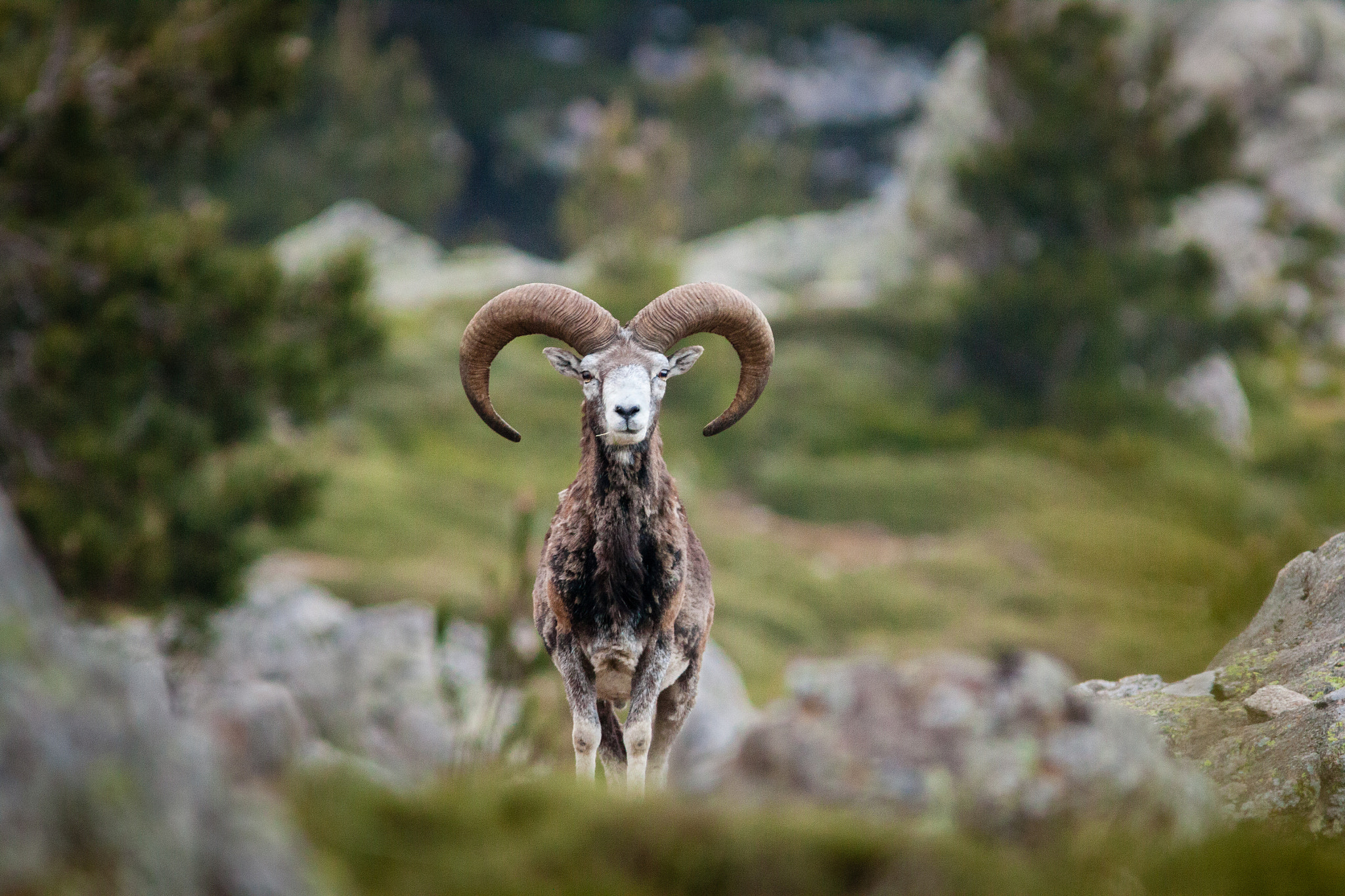 Canon EF 300mm F4L IS USM sample photo. Mouflon de corse photography