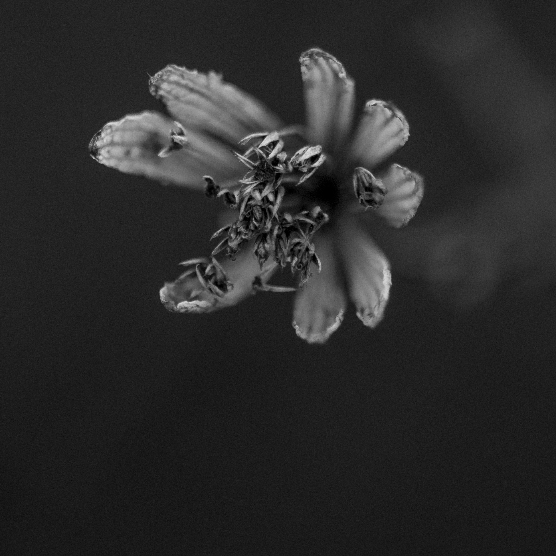 Sigma 105mm F2.8 EX DG OS HSM sample photo