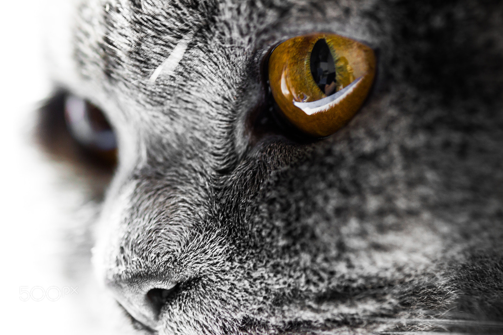 Sigma 105mm F2.8 EX DG OS HSM sample photo. Misha ojos photography