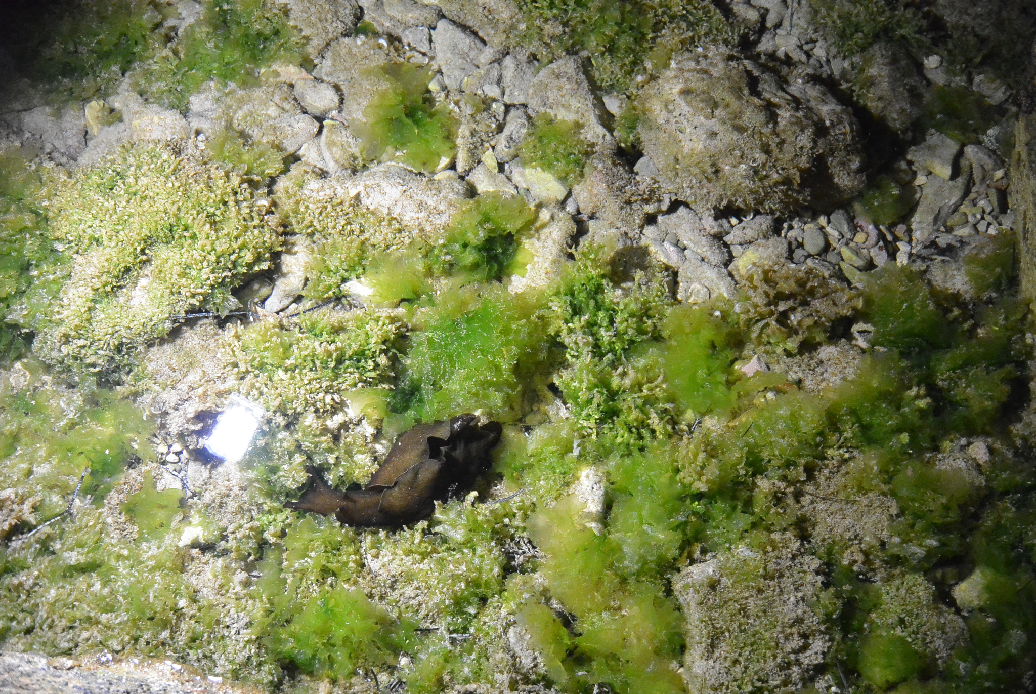 Nikon 1 S1 sample photo. Sea slug photography