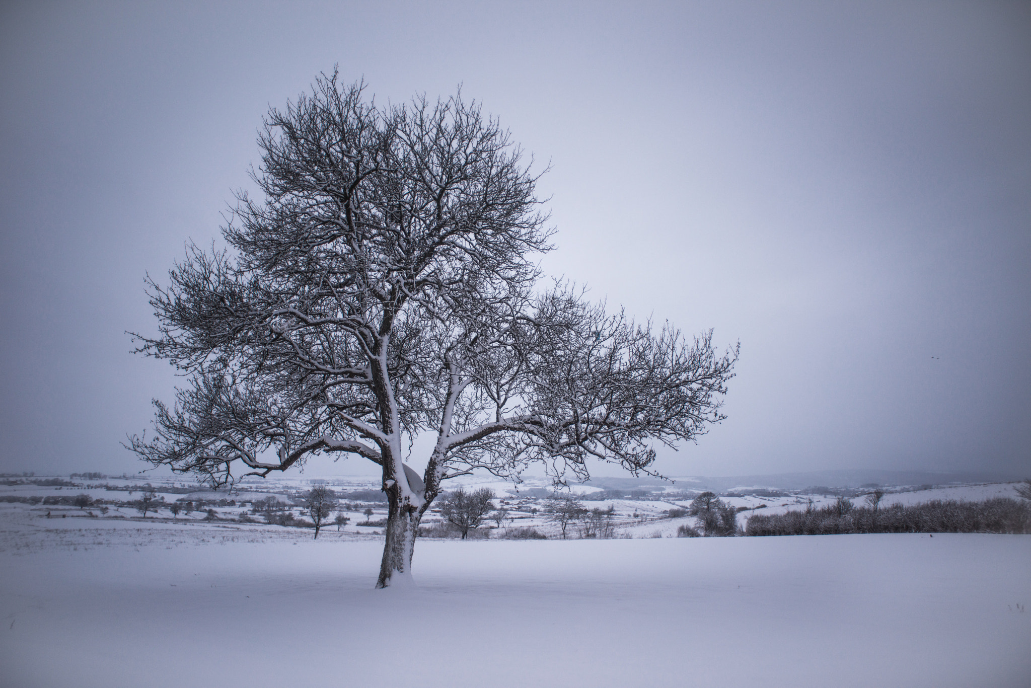 AF Nikkor 20mm f/2.8 sample photo. Tree at winter photography
