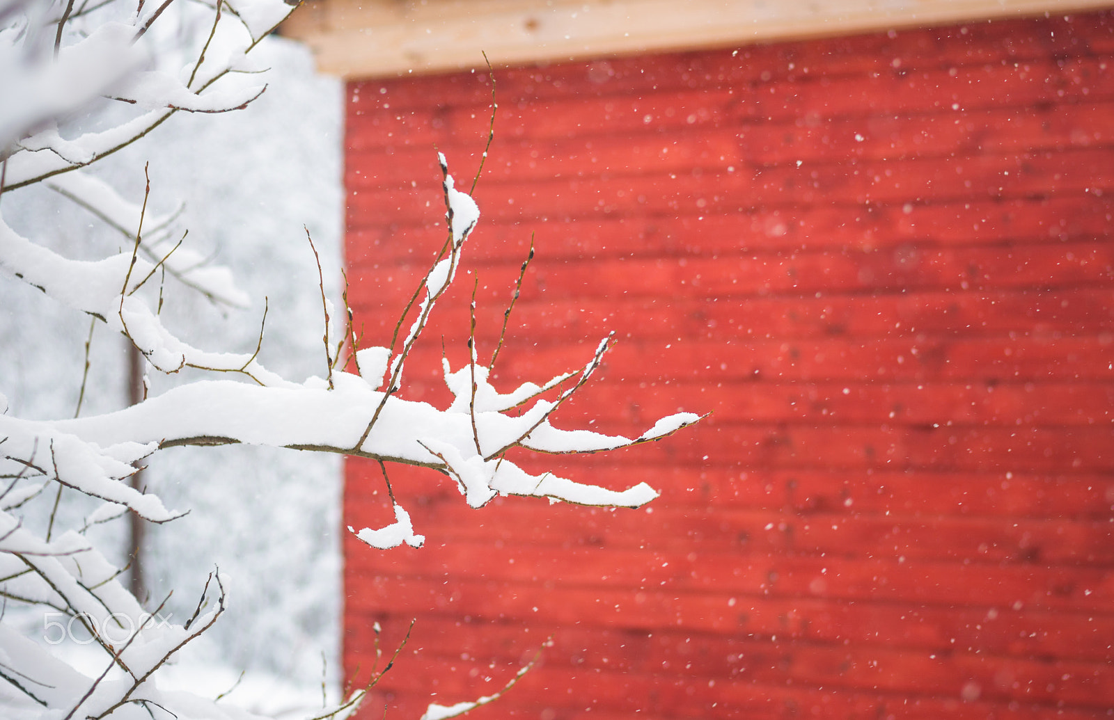 Nikon D7100 + Nikon AF Nikkor 50mm F1.4D sample photo. Tree brunches with snow photography