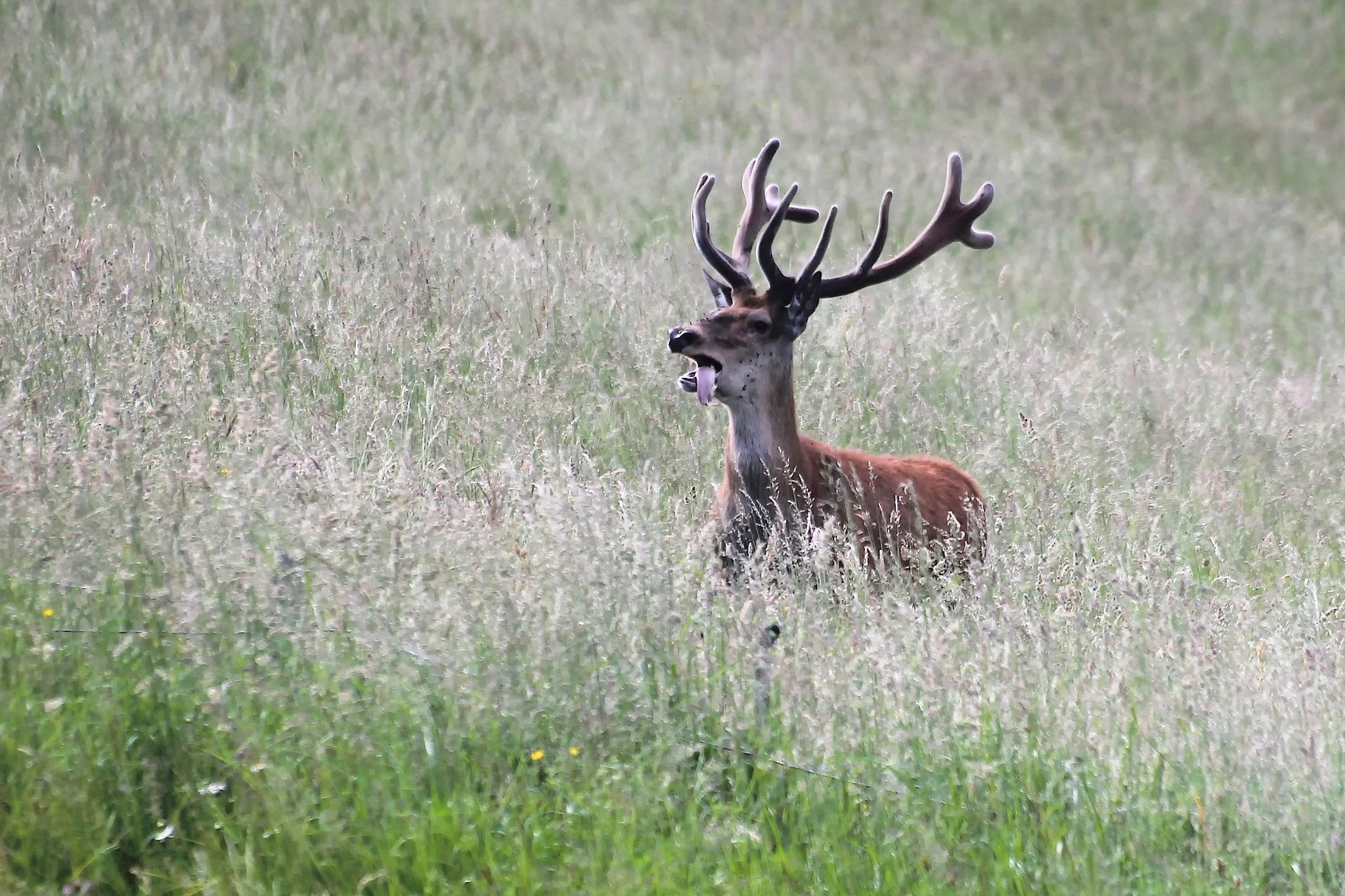 Sigma 70-300mm F4-5.6 APO DG Macro sample photo. Cerf photography