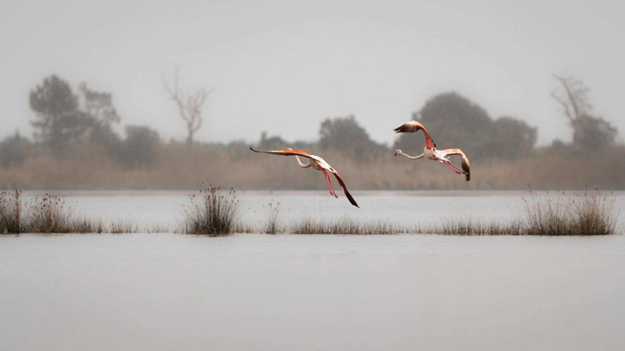 Canon EF 300mm F4L IS USM sample photo. Flamants roses photography