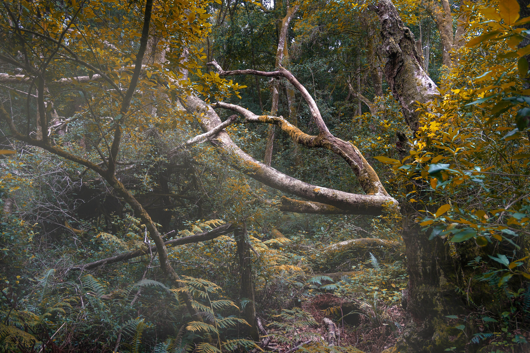 Sony SLT-A99V sample photo. Edit photography