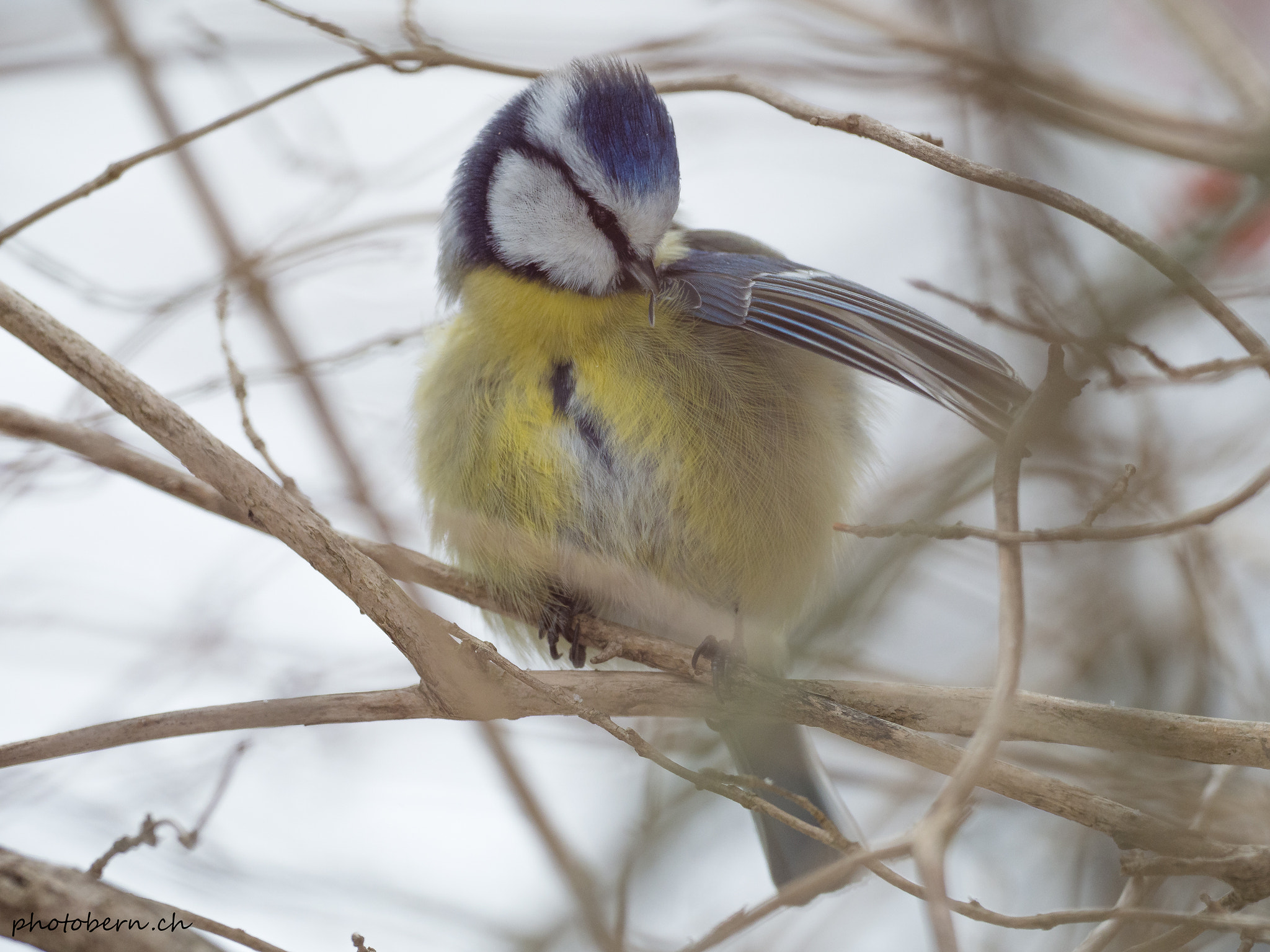 Olympus OM-D E-M1 Mark II + OLYMPUS M.300mm F4.0 sample photo. Federpflege photography