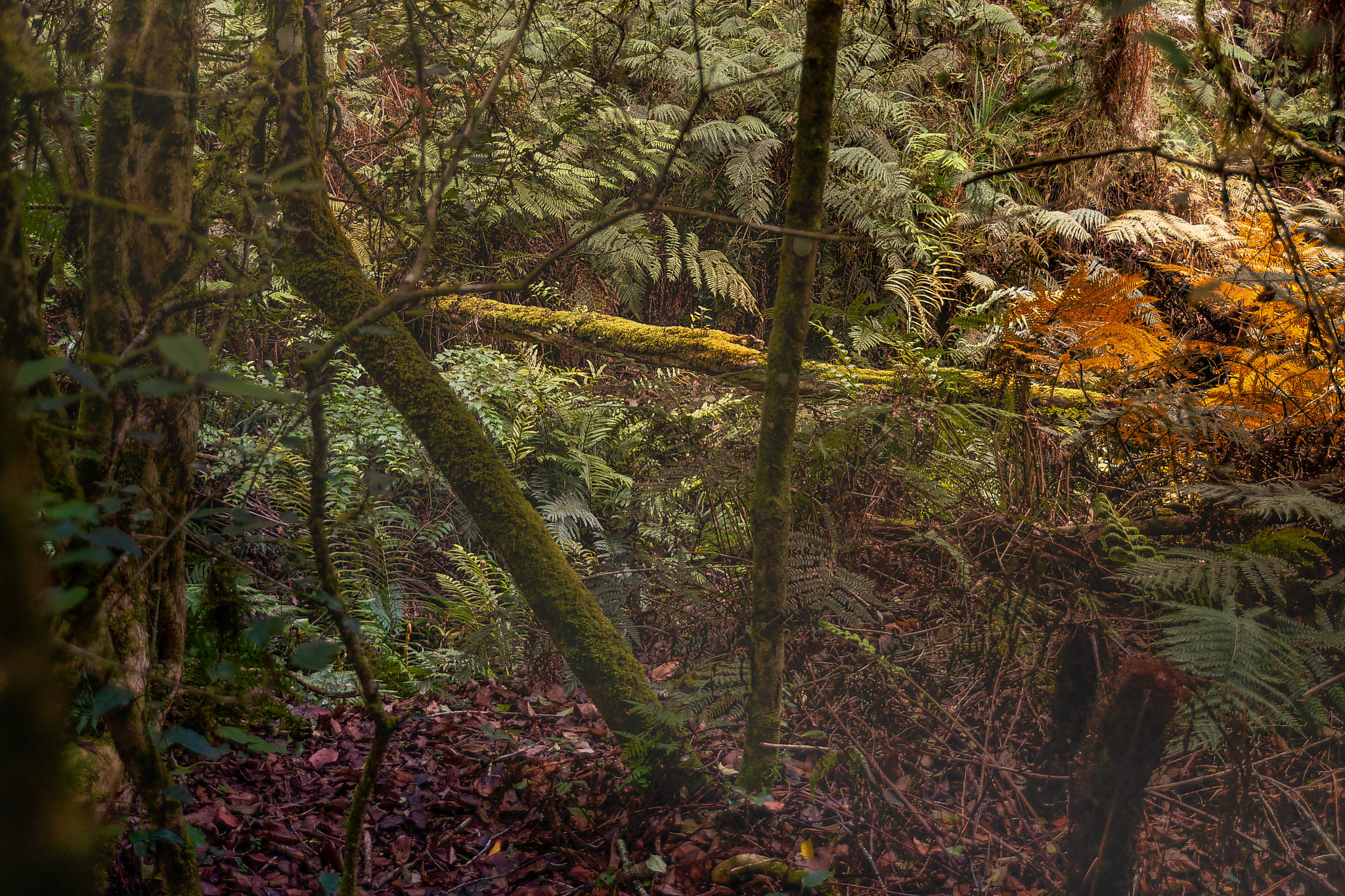 Sony SLT-A99V sample photo. Edit photography