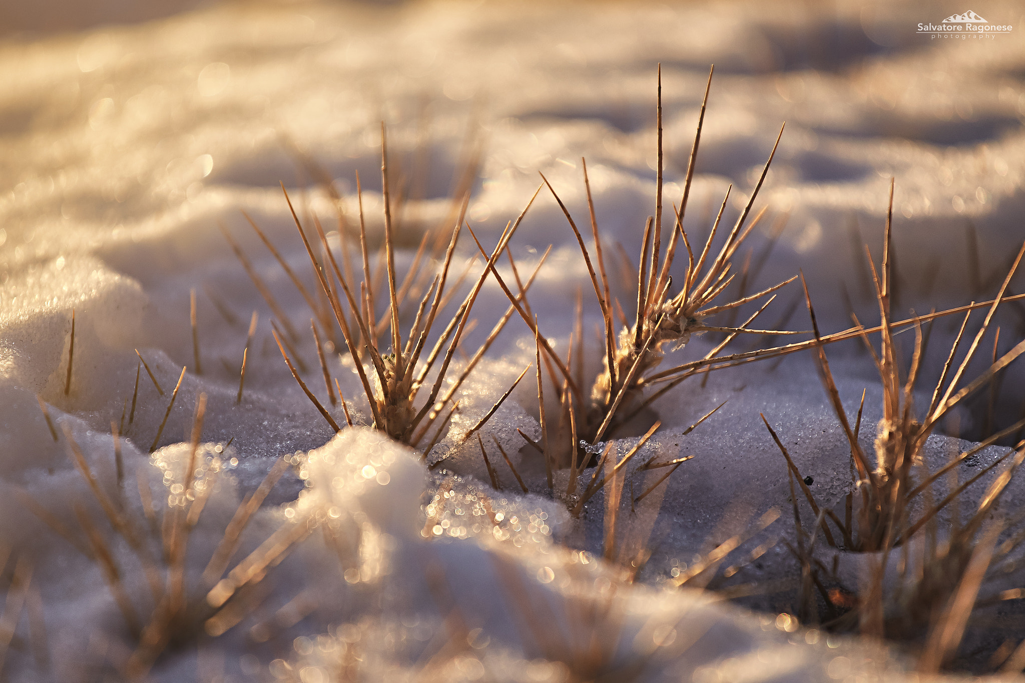 Canon EF 70-200mm F4L USM sample photo. Astracantha sicula photography