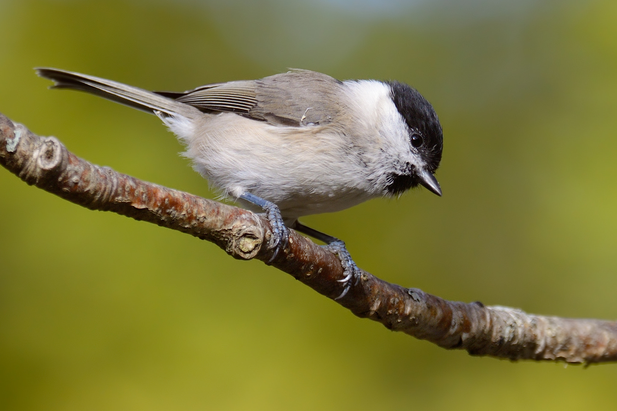 Nikon D800E sample photo. Willow tit photography