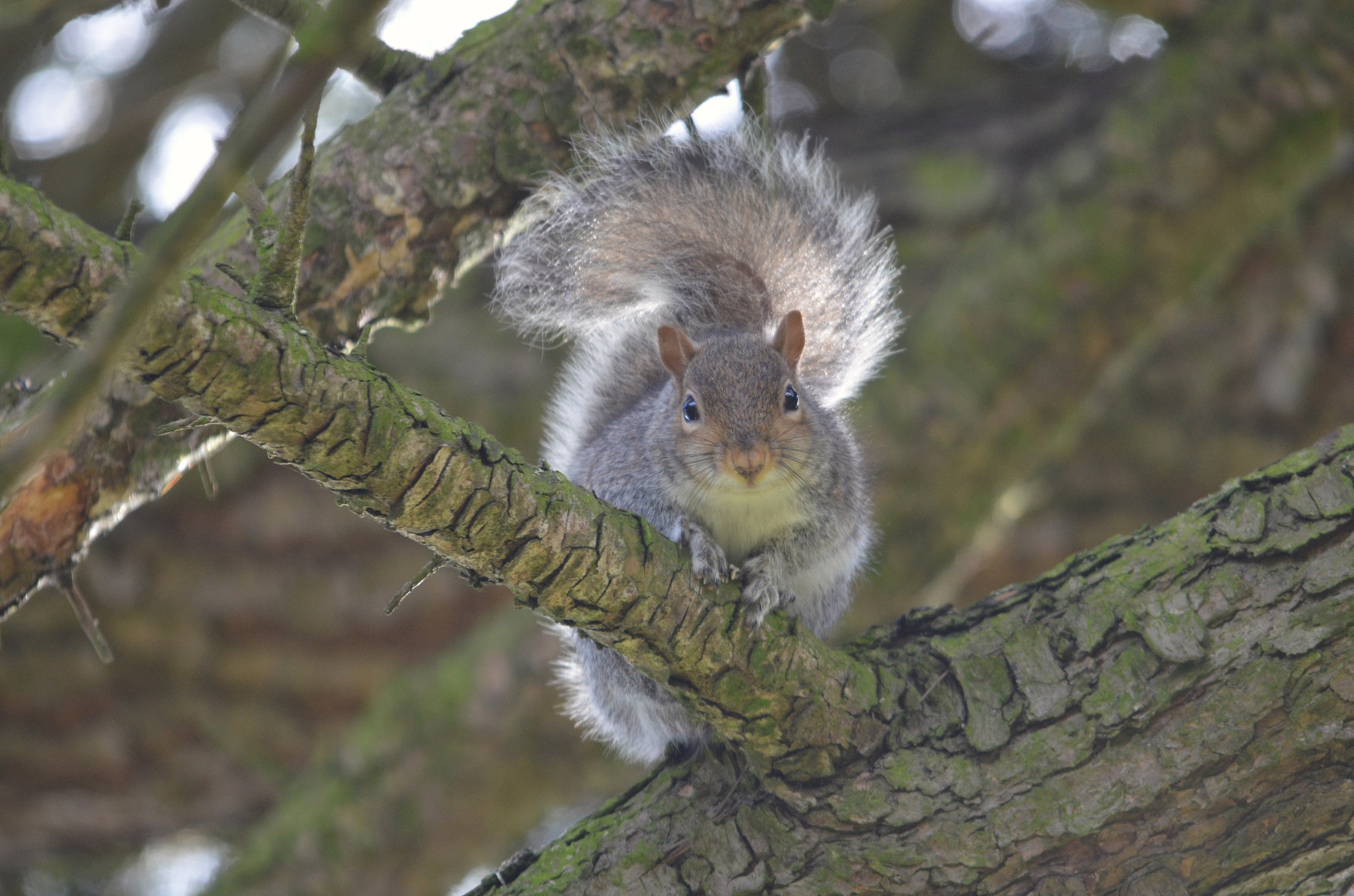 Sigma 150-500mm F5-6.3 DG OS HSM sample photo. On the lookout photography
