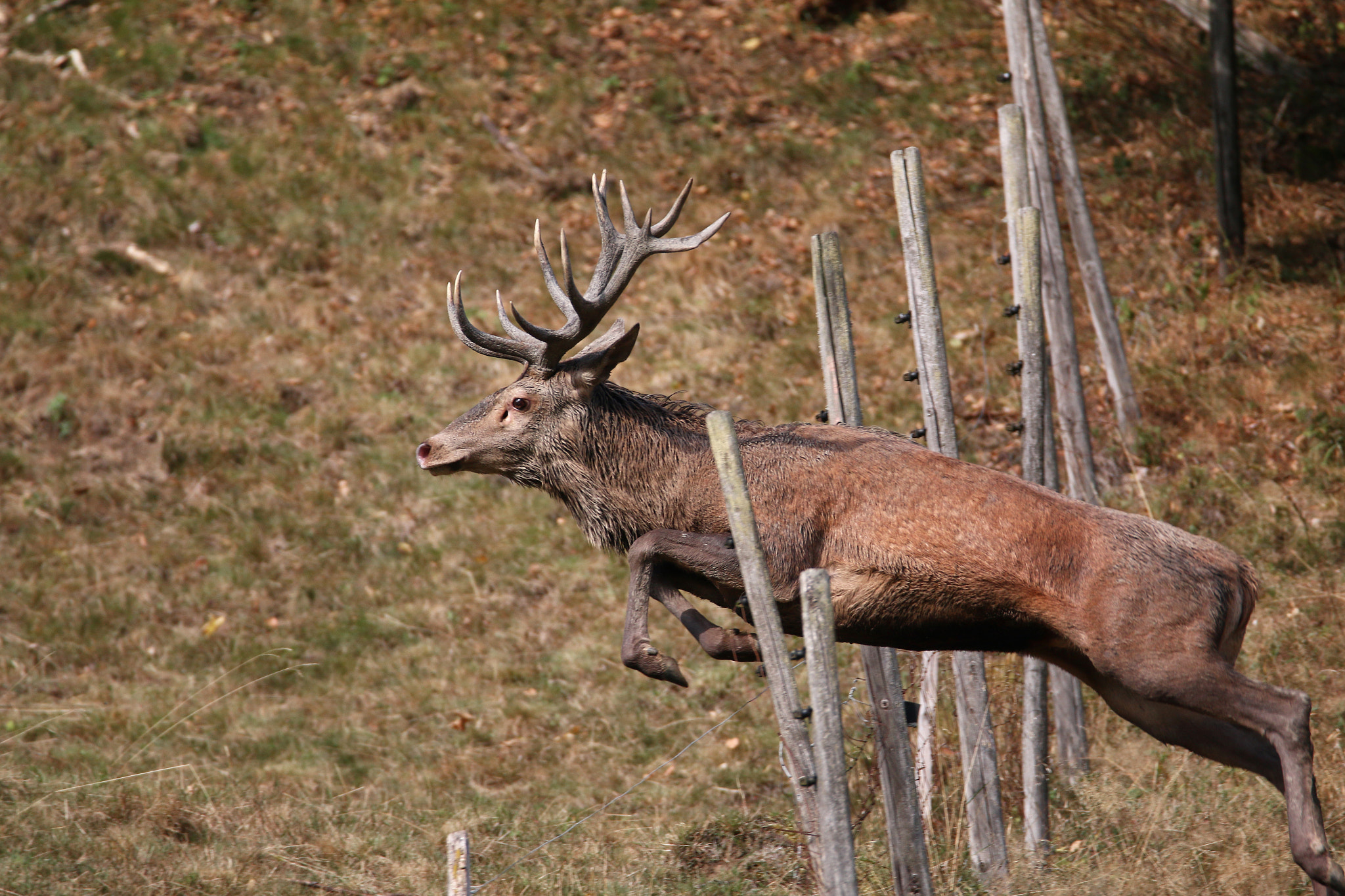 150-600mm F5-6.3 DG OS HSM | Contemporary 015 sample photo. Cerf photography