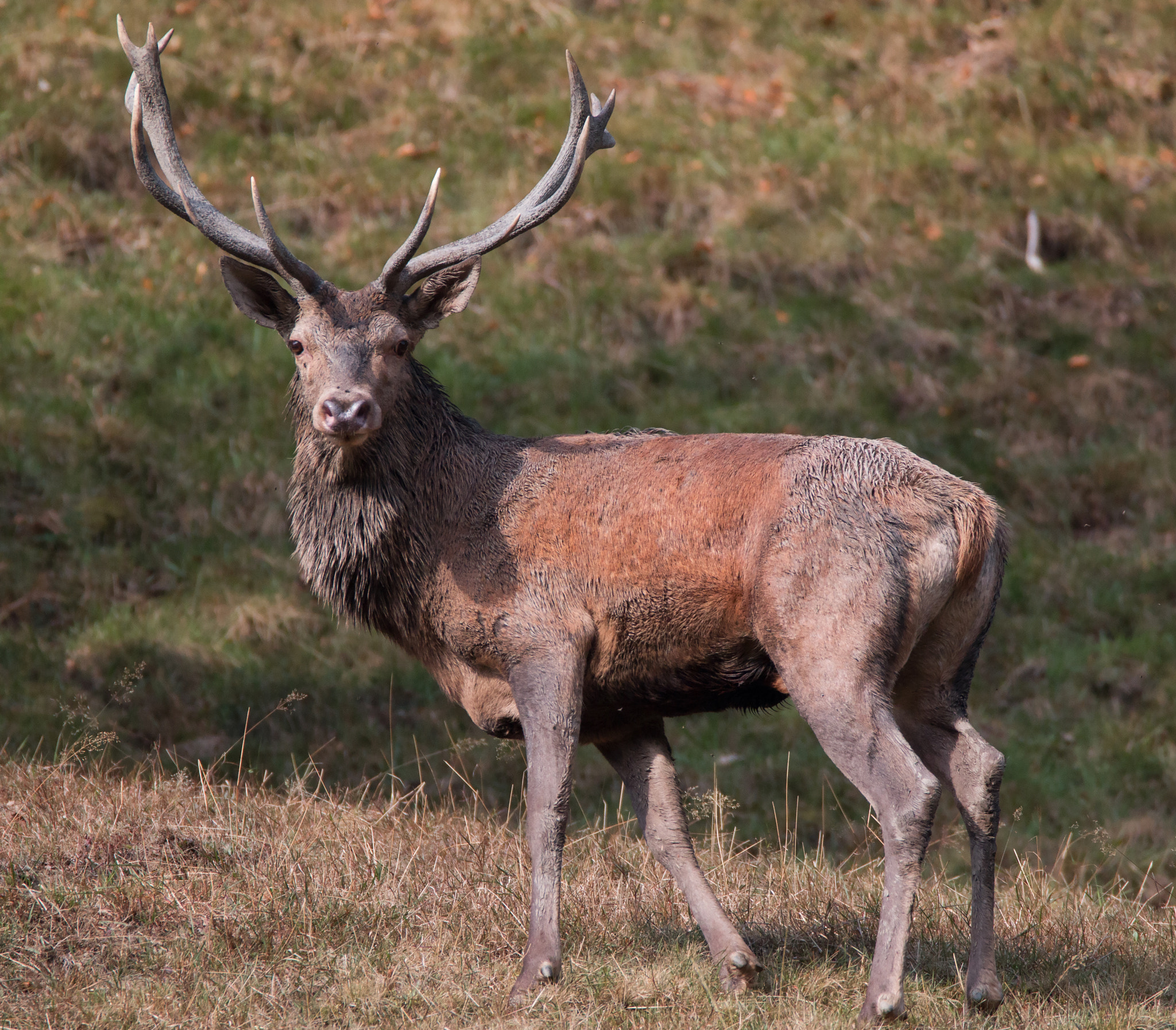 150-600mm F5-6.3 DG OS HSM | Contemporary 015 sample photo. Cerf photography