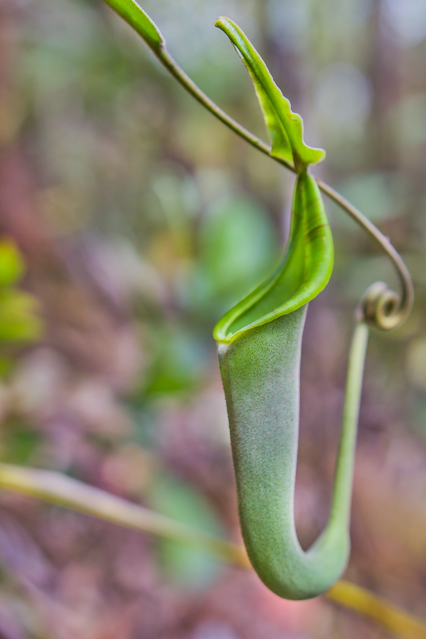 Canon EOS 60D sample photo. "nepenthes fusca" photography