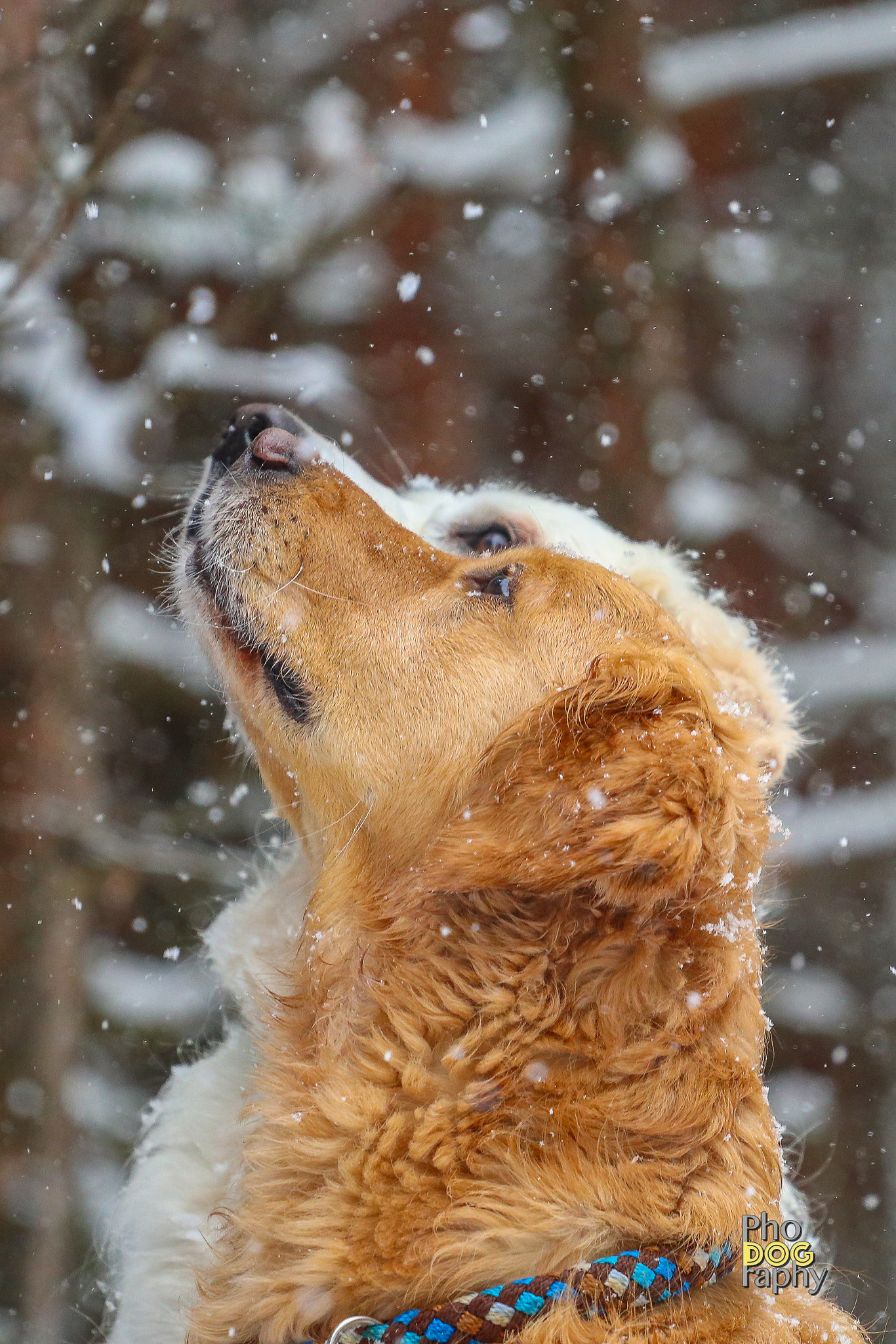 Canon EOS M5 + Canon EF 70-200mm F4L USM sample photo. Snowflakes photography