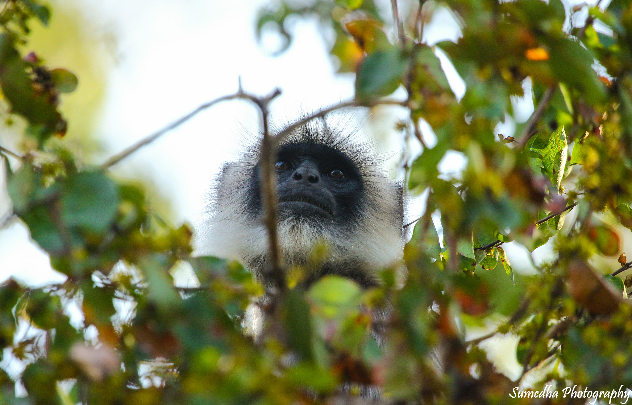 Canon EF 100-400mm F4.5-5.6L IS USM sample photo. Gray langur photography