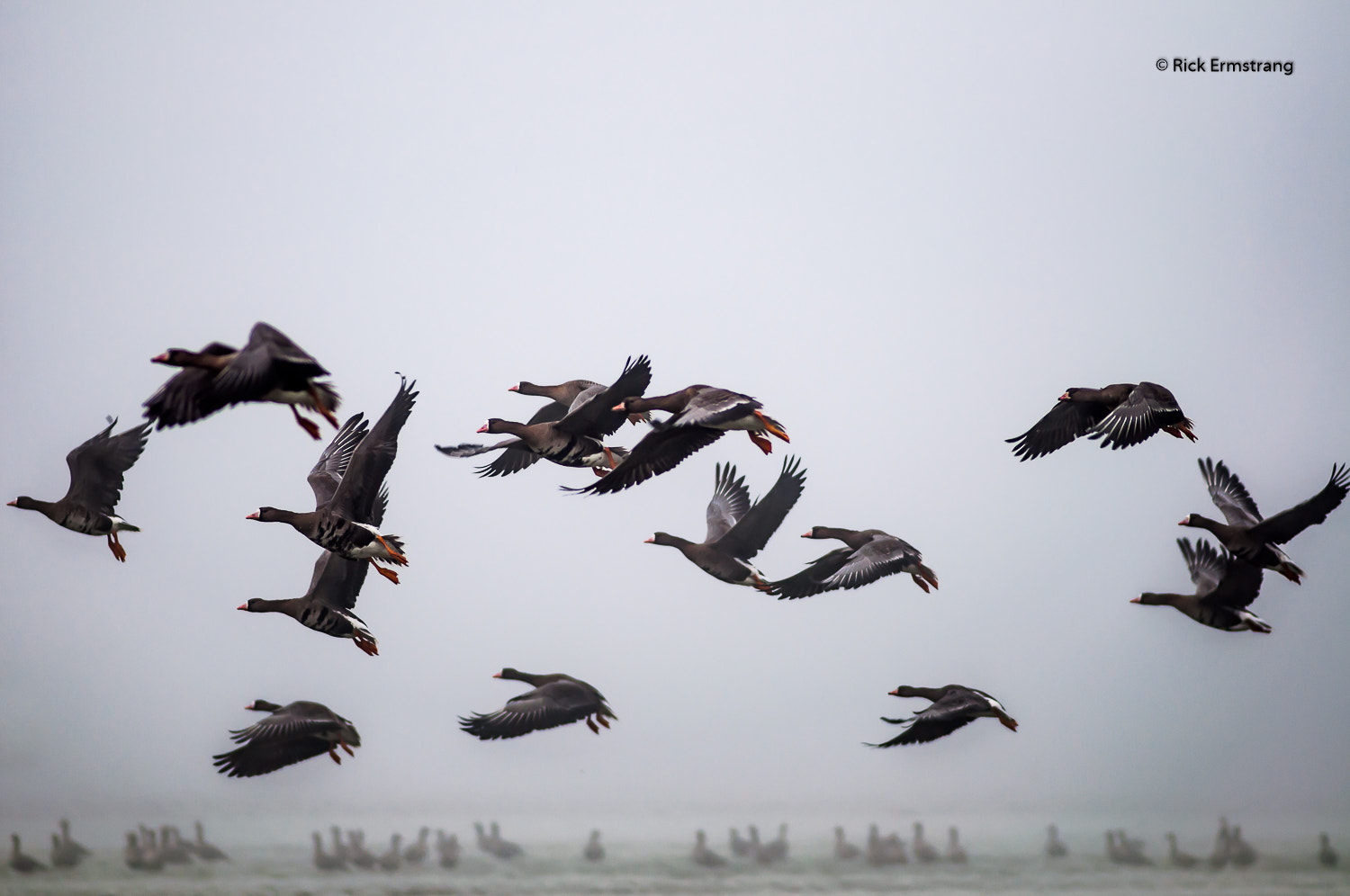 AF Nikkor 180mm f/2.8 IF-ED sample photo. Greater white fronted goose photography