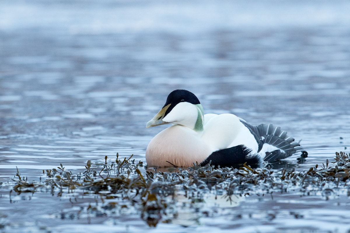 Canon EF 300mm F2.8L IS II USM sample photo. Eider (somateria mollissima) photography