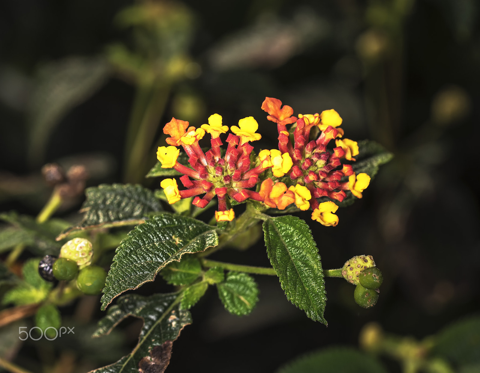 Sony a7R sample photo. Blooming yellow flower photography